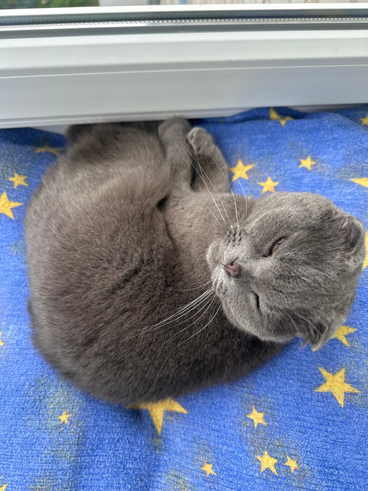 Scottish Fold Cat Sleeps on Star Blanket Near Window
