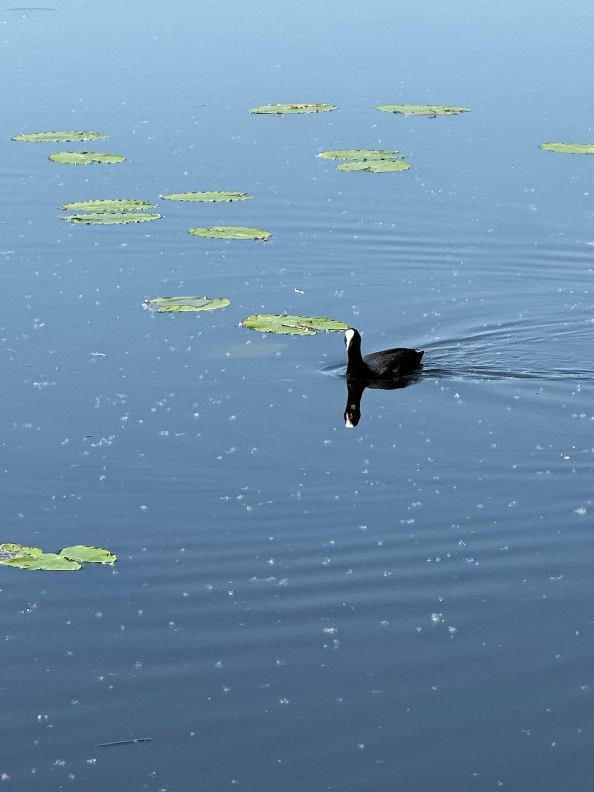 Wildlife activity observed at urban pond during morning hours