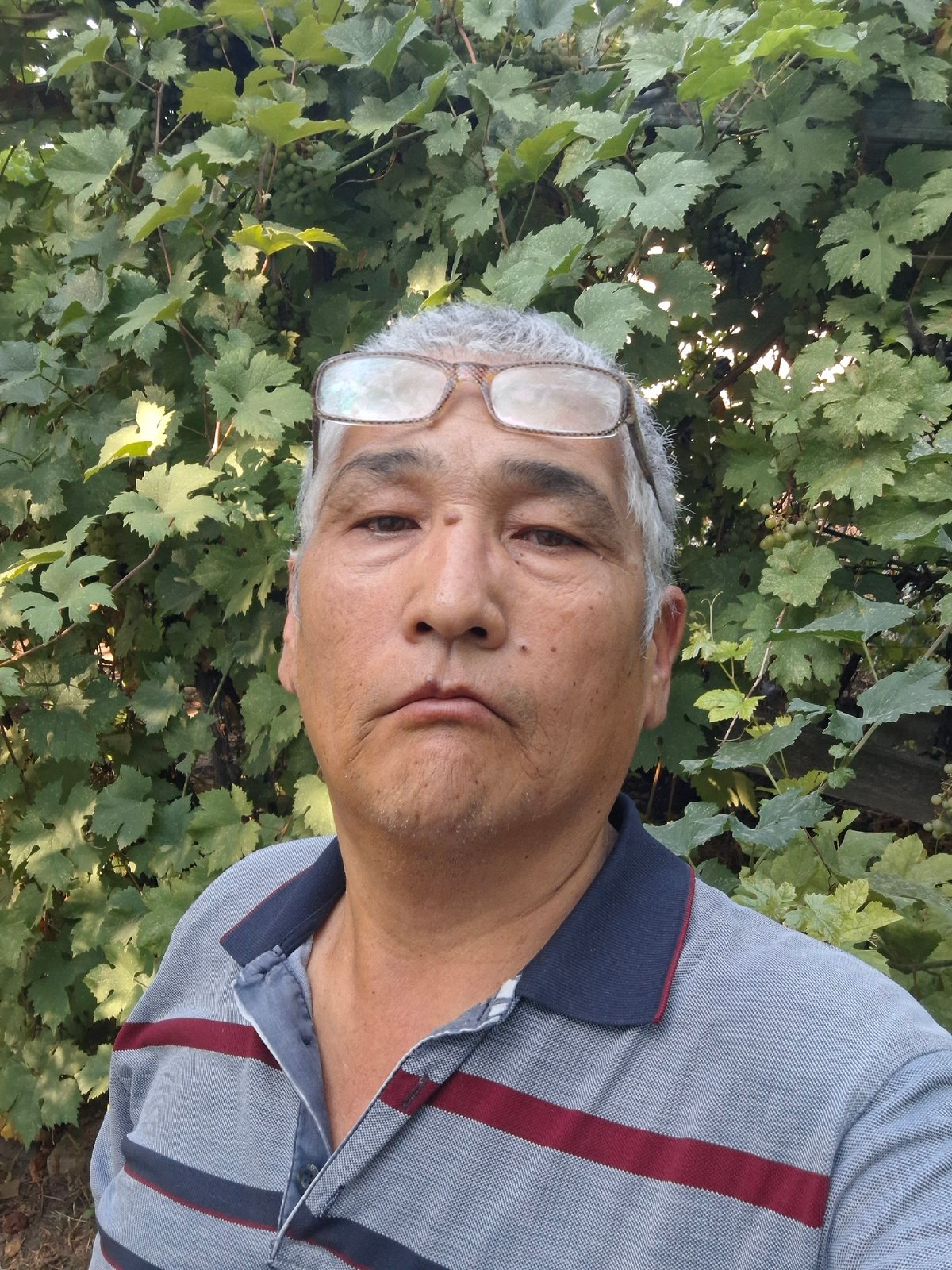 Almaty vineyard at peak summer, grapes and walnuts ready to harvest