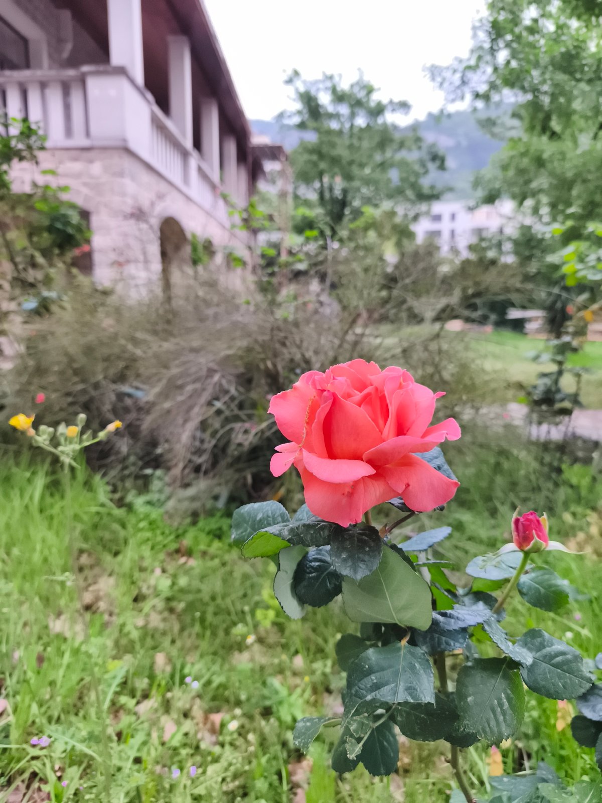 Tourist captures flowers, dog, historic architecture in Budva Montenegro