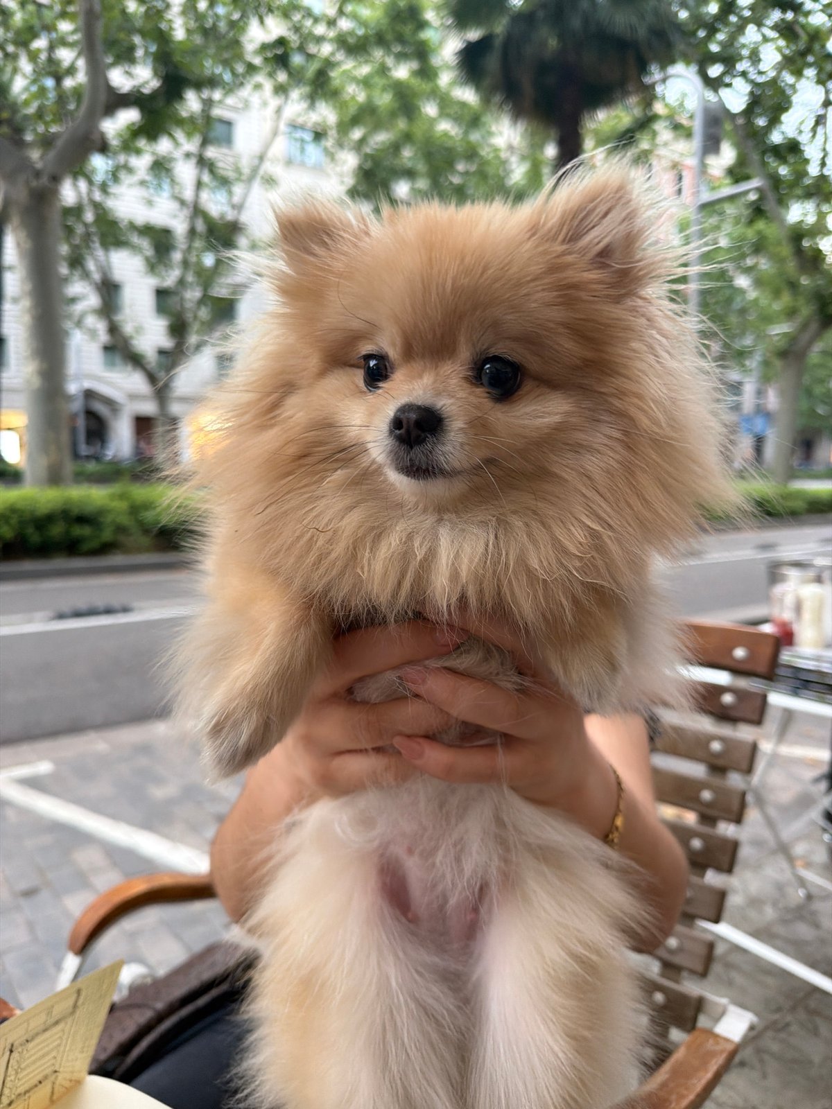Sketching and café time in Barcelona with a Pomeranian in tow