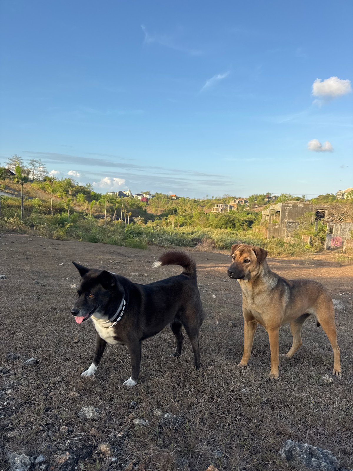 Dogs play on dry Bali hillside below the GWK statue