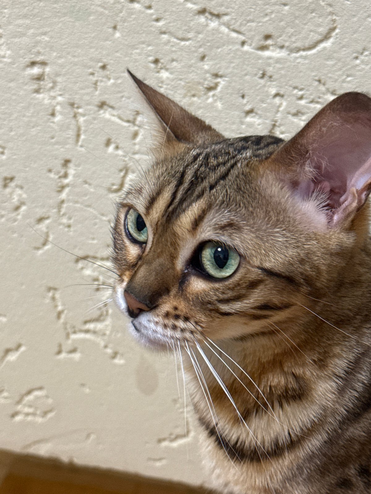 Bengal cat lounging around a Partenit home