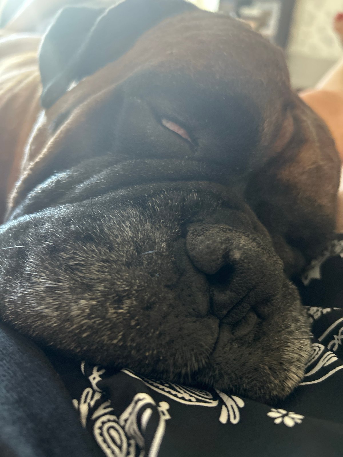 Lazy morning with sleeping dogs and a cozy bedroom backdrop