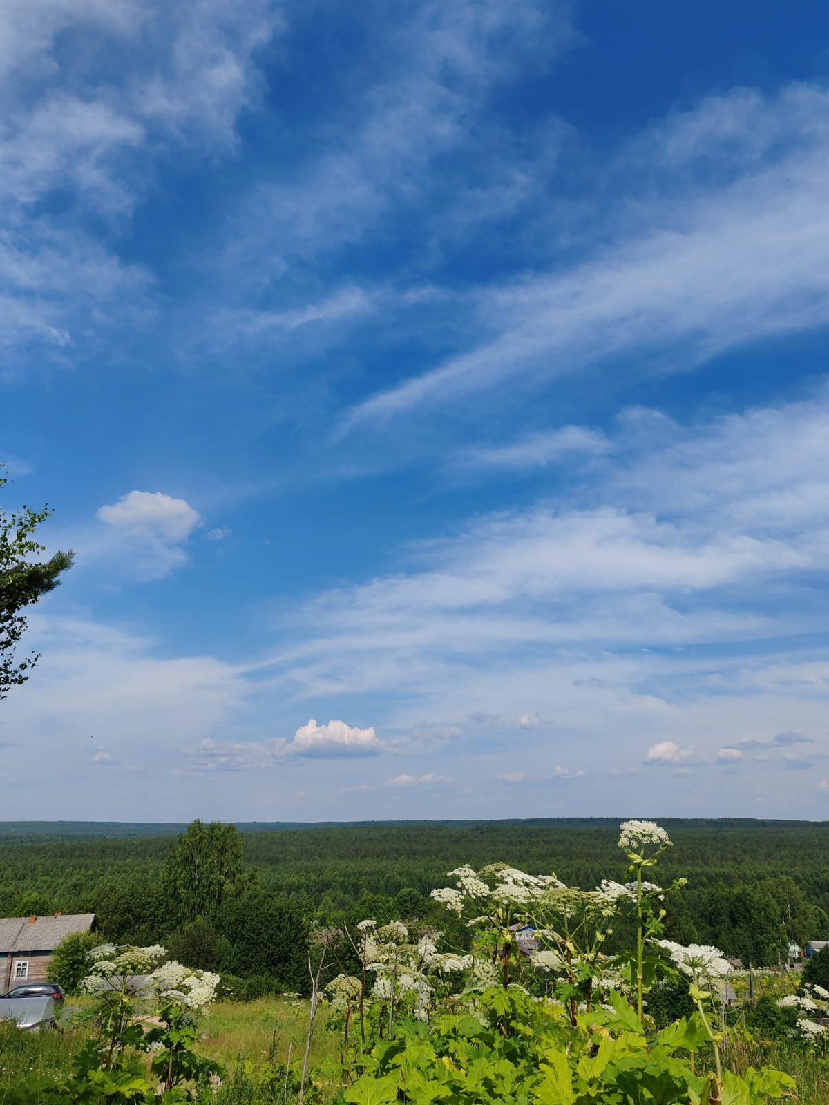 Summer day in rural Chukhlom: countryside views and fresh strawberries