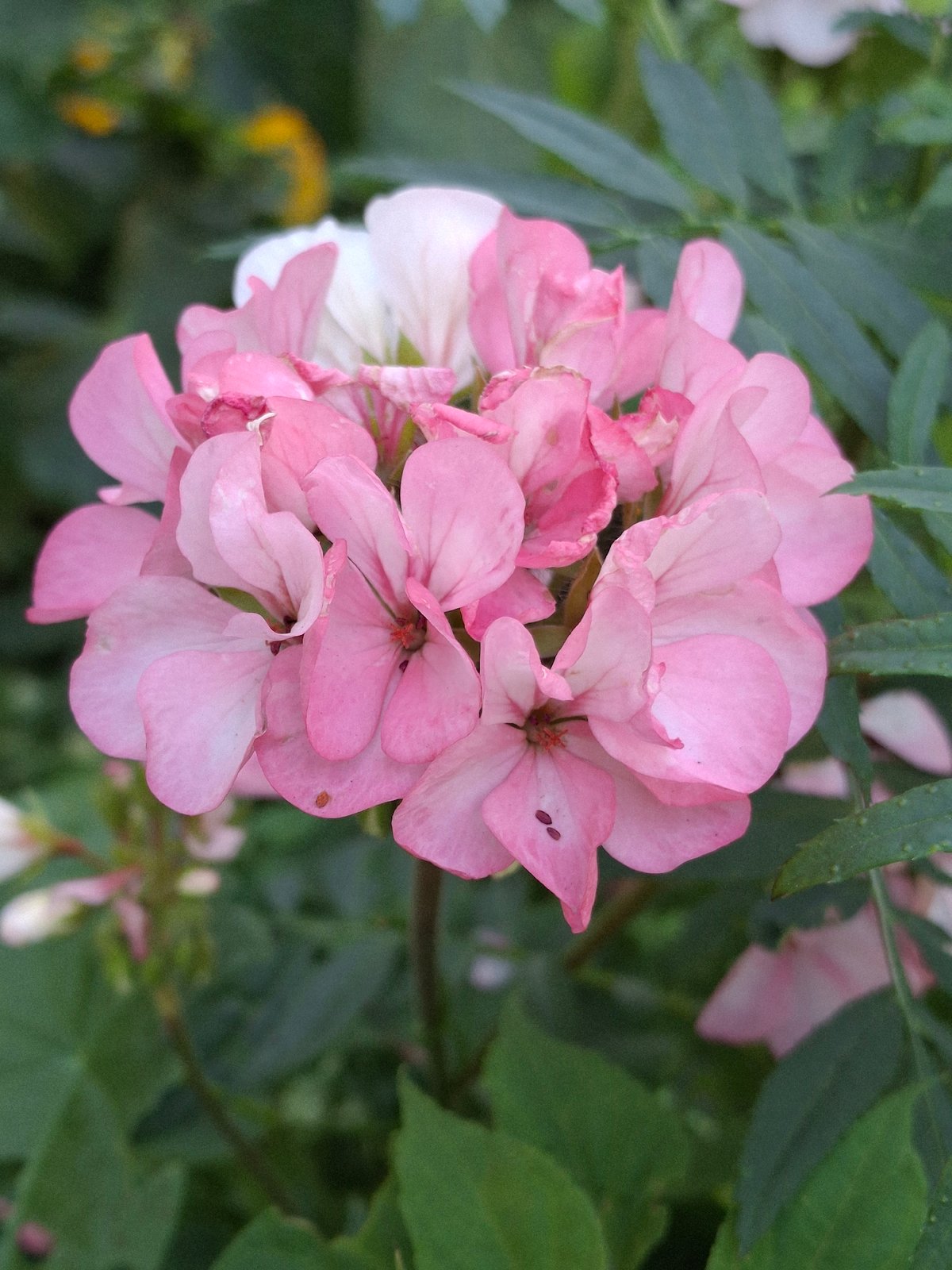 Summer afternoon in Chaikovsky — flowers, dragonflies, and a family out