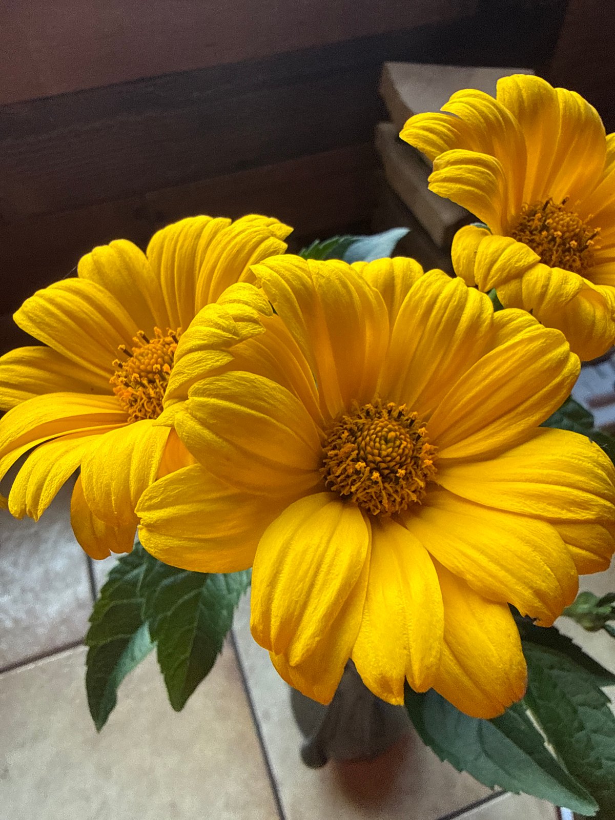 Pets and garden blooms on a Lithuanian backyard afternoon