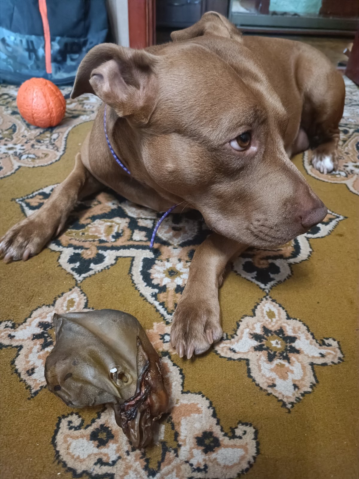 Dog day in Zaporizhzhia: chew toys and mac and cheese