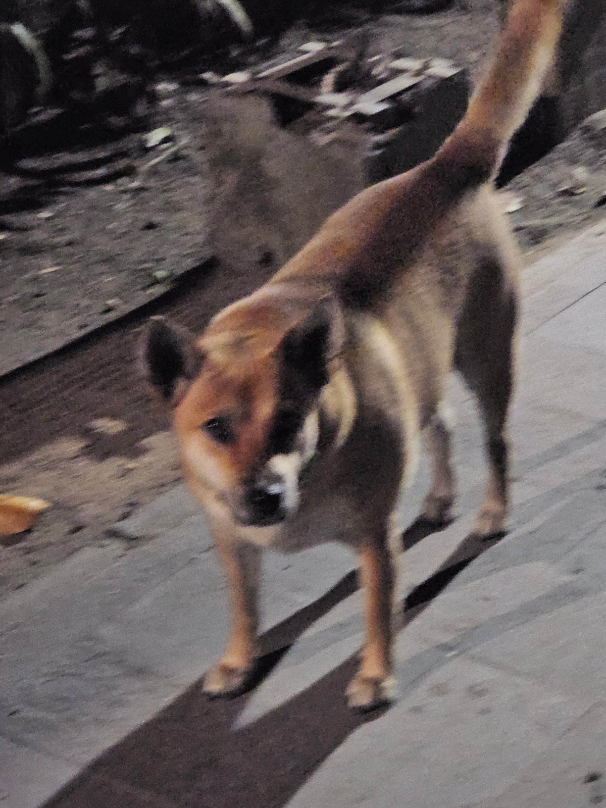 Temple entrance at night, Denpasar, with a curious dog nearby