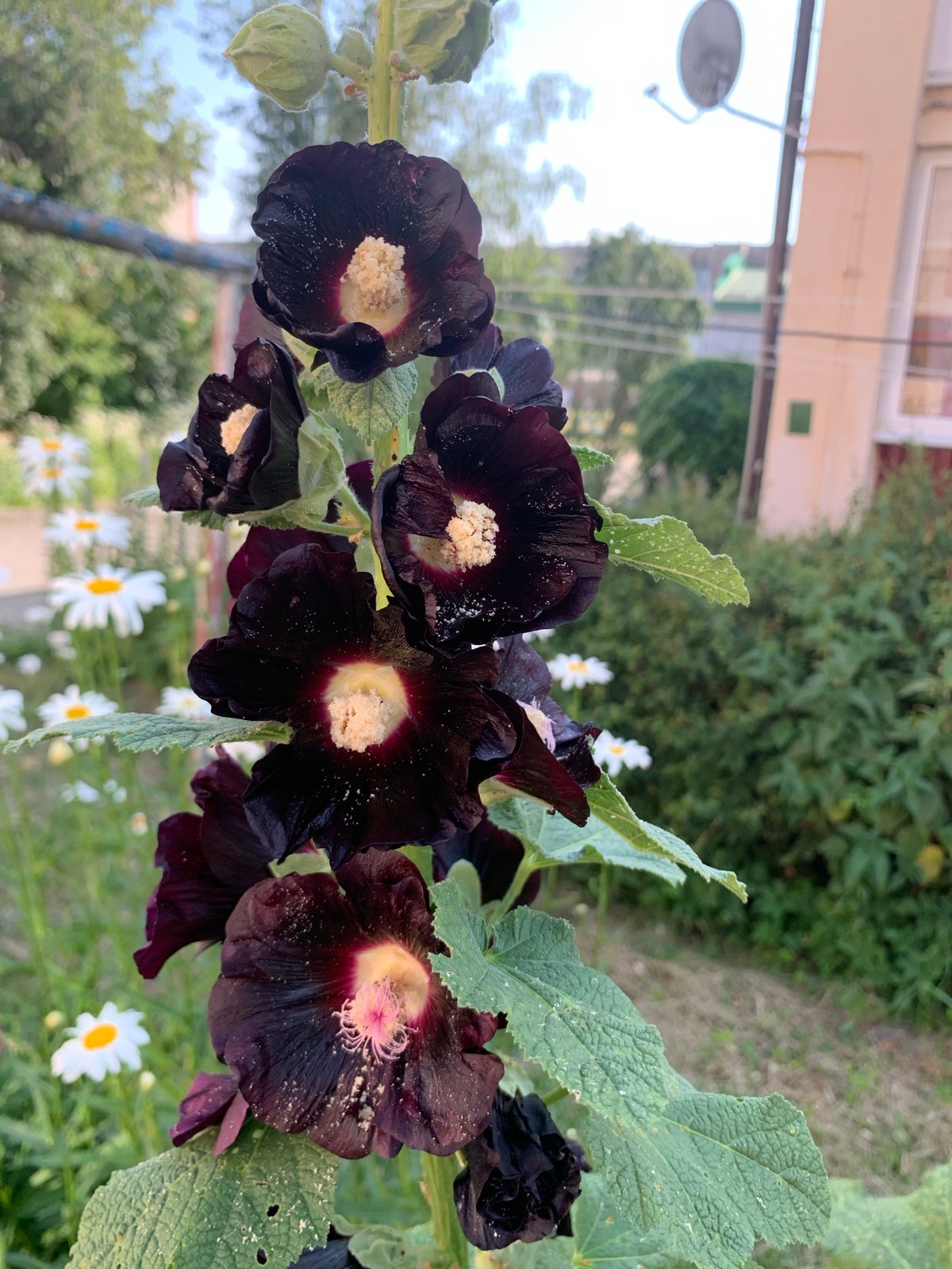 Purple hollyhocks and yellow lilies in full bloom, Kapyĺ