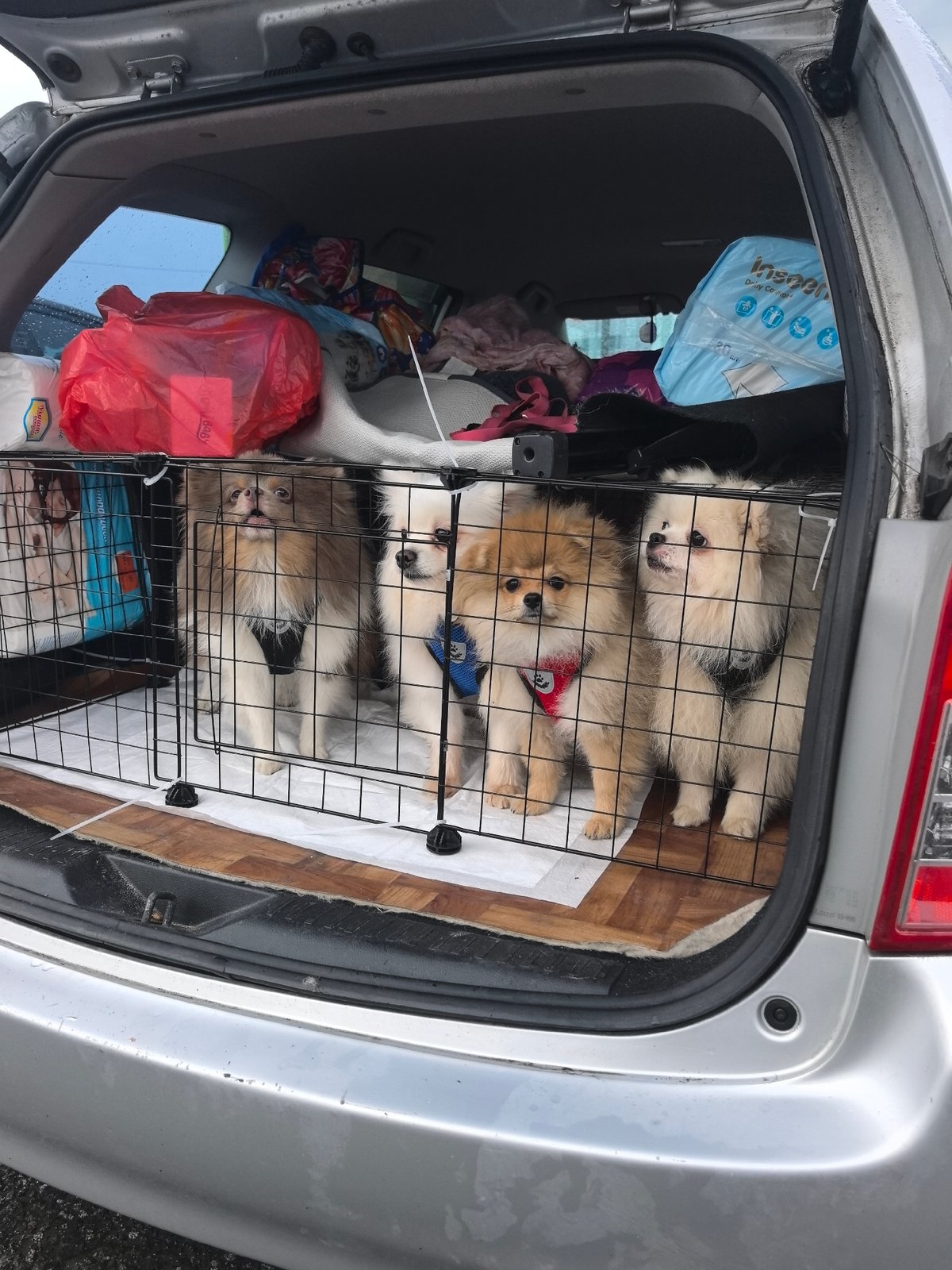 Four Pomeranians transported in crated car trunk in Russia