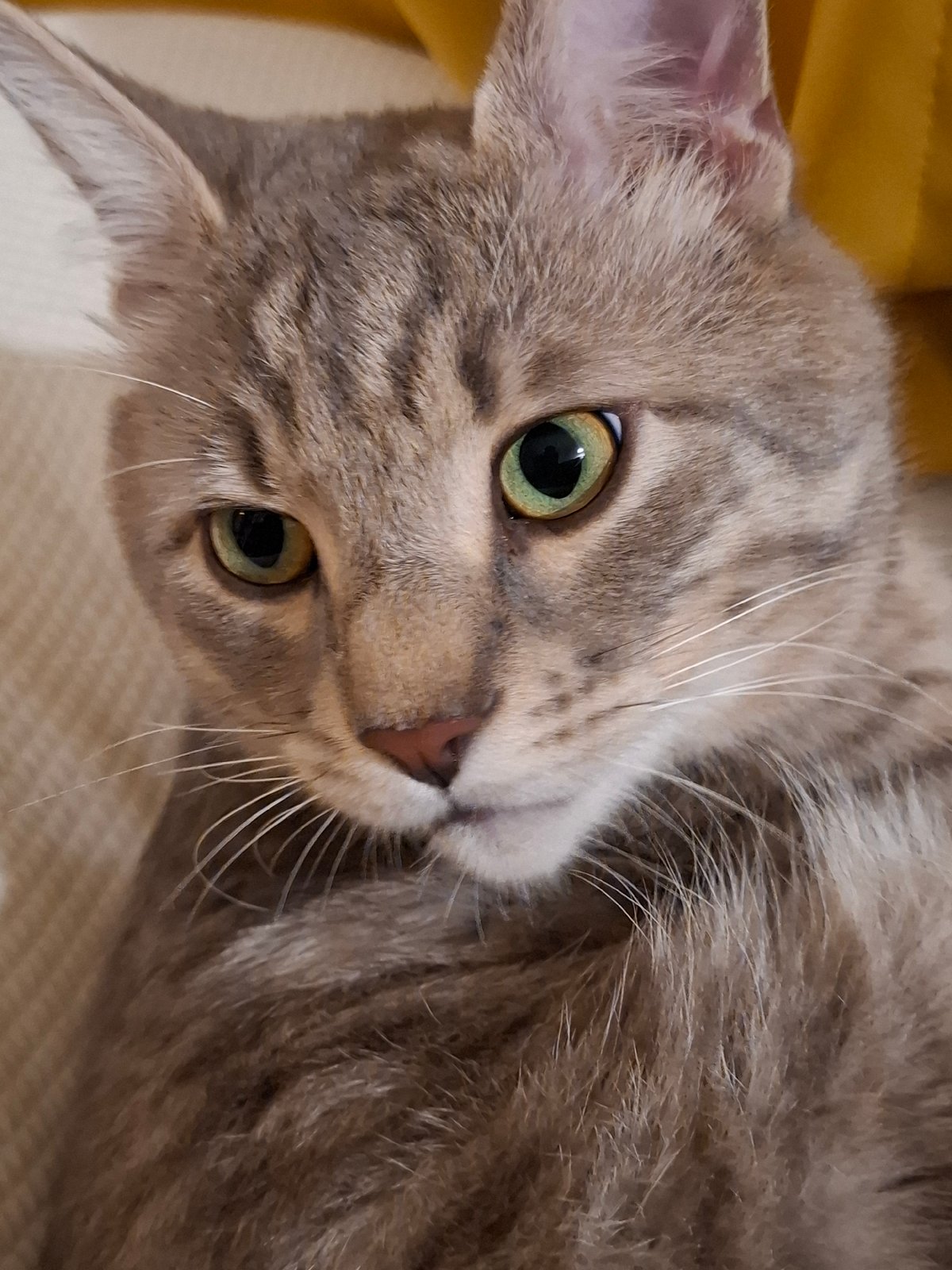 Tabby cat's evening routine captured in Zemun home