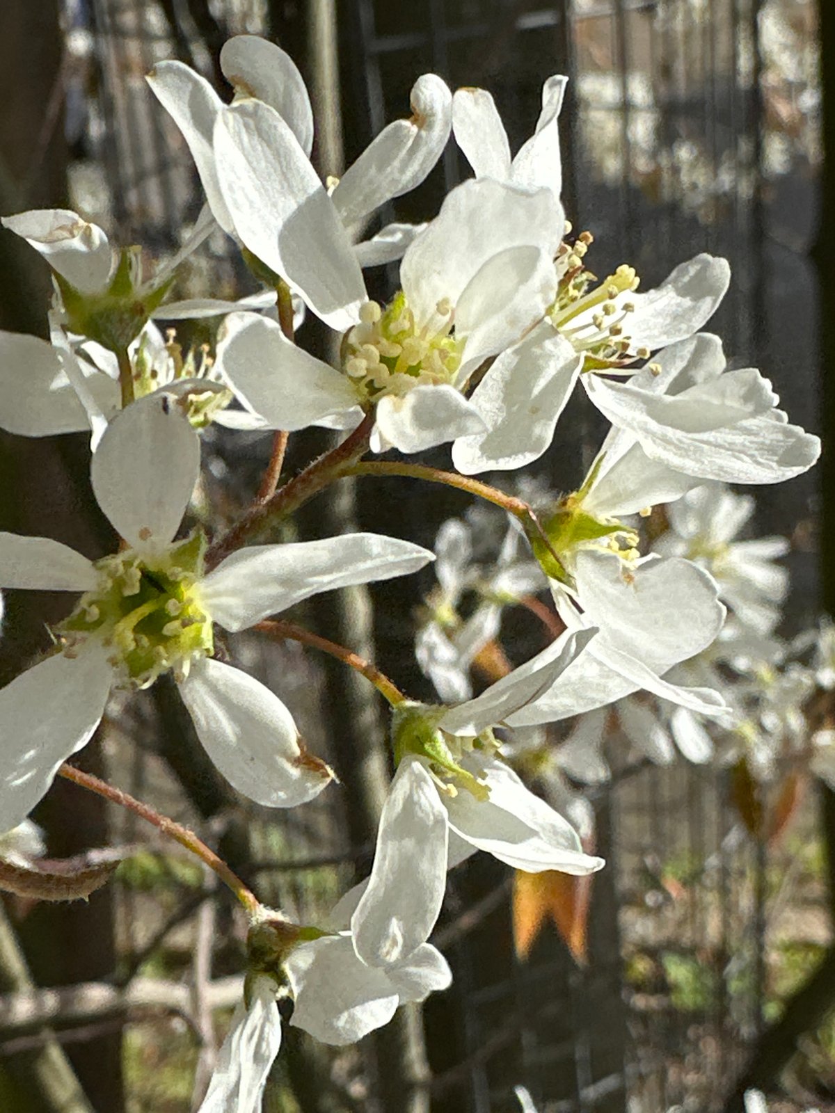 Spring flowers bloom along London streets amid daily traffic