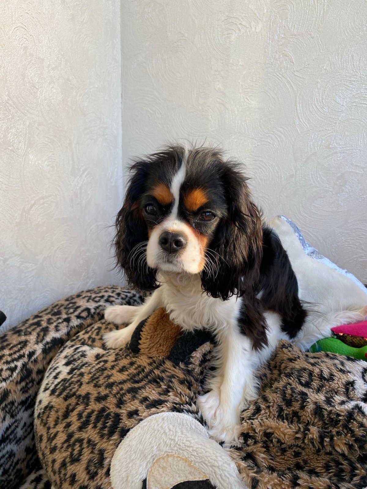 Cavalier King Charles Spaniel rests on leopard-print bed in Votkinsk