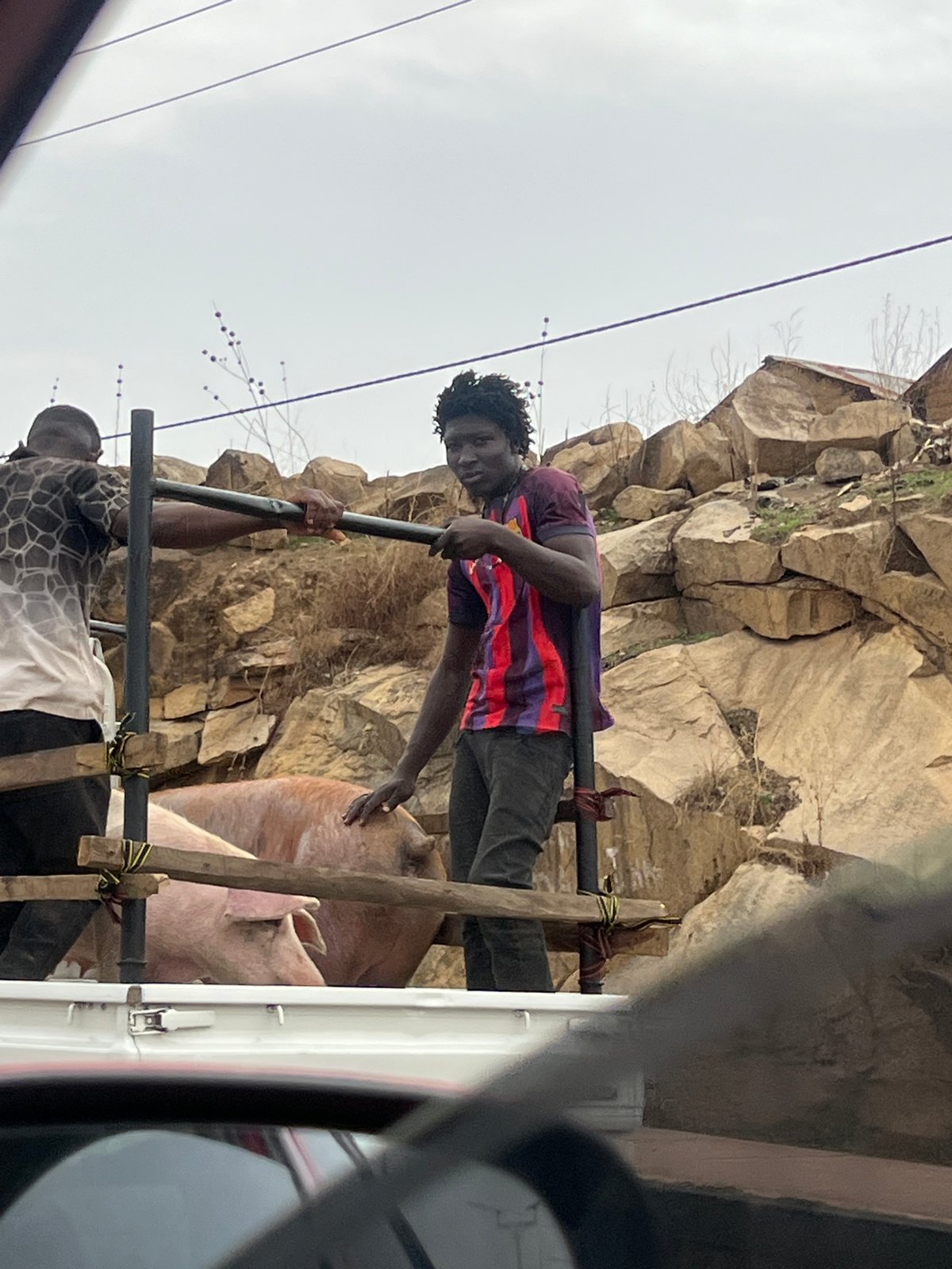 Man transports pigs on makeshift truck platform in Jos