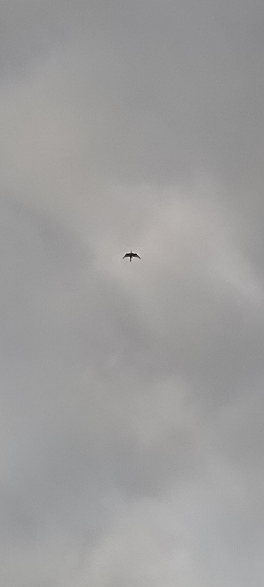 Skies, paddies, and wildlife on the edges of Lhokseumawe