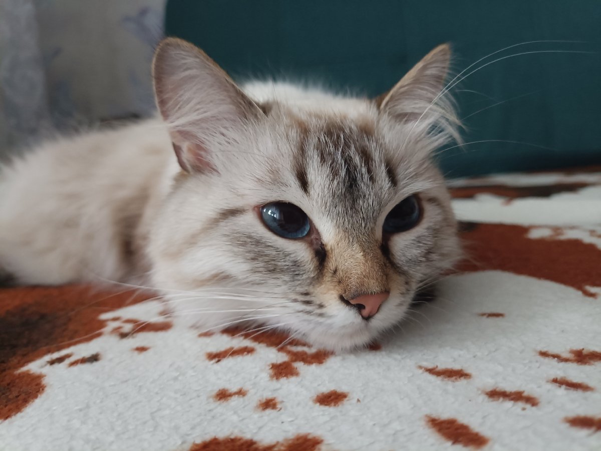Lazy afternoon at home with a blue-eyed cat