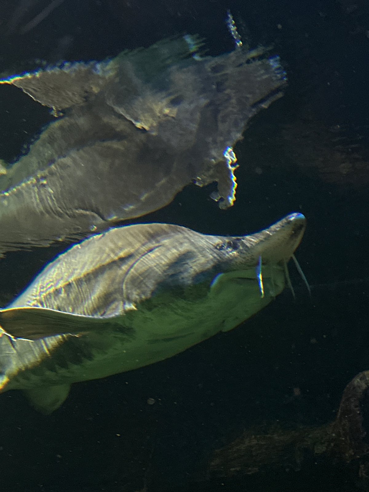 Afternoon at a Moscow aquarium: fish, axolotls, and capybaras