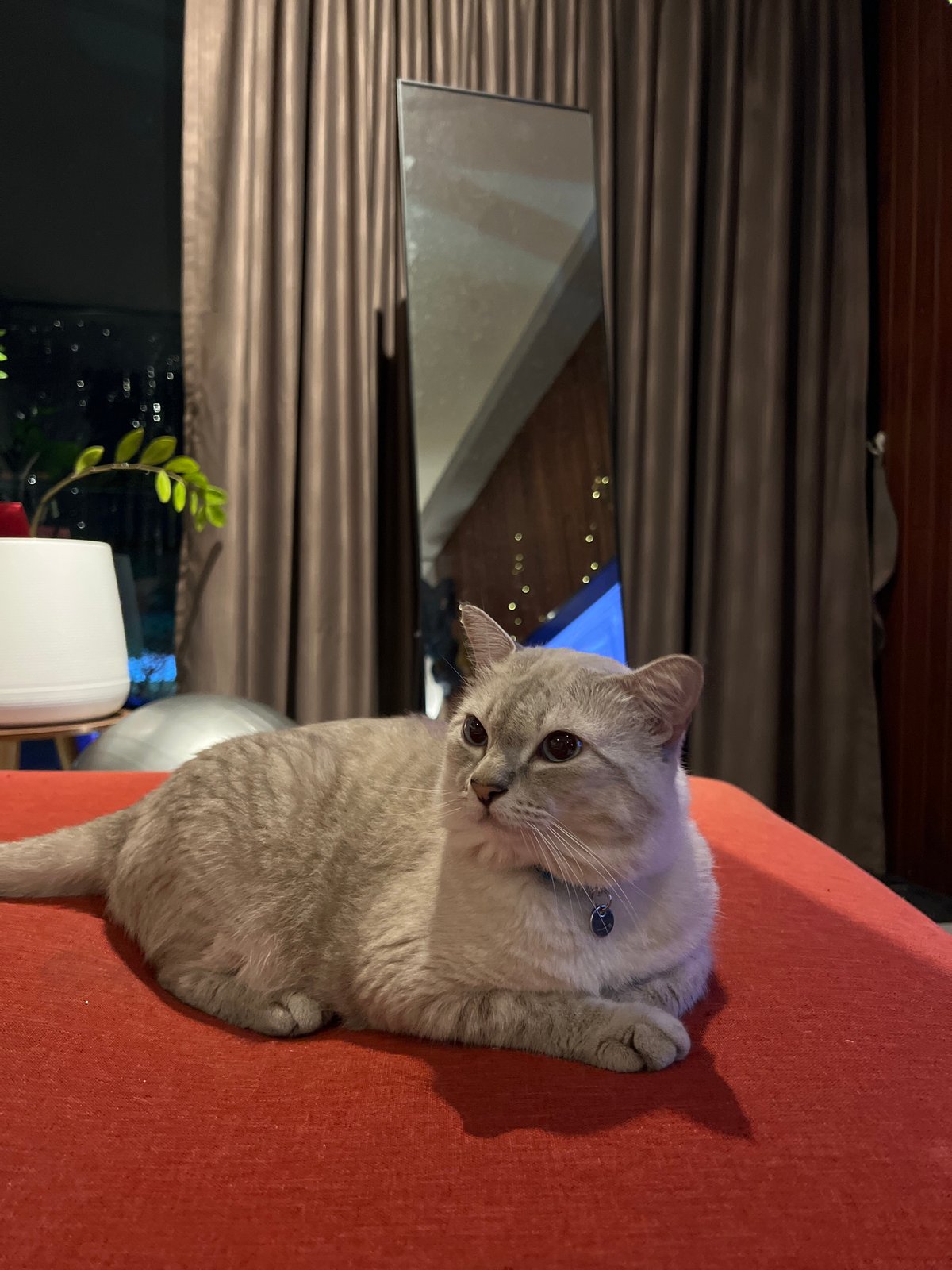 Cat rests peacefully on red furniture during afternoon