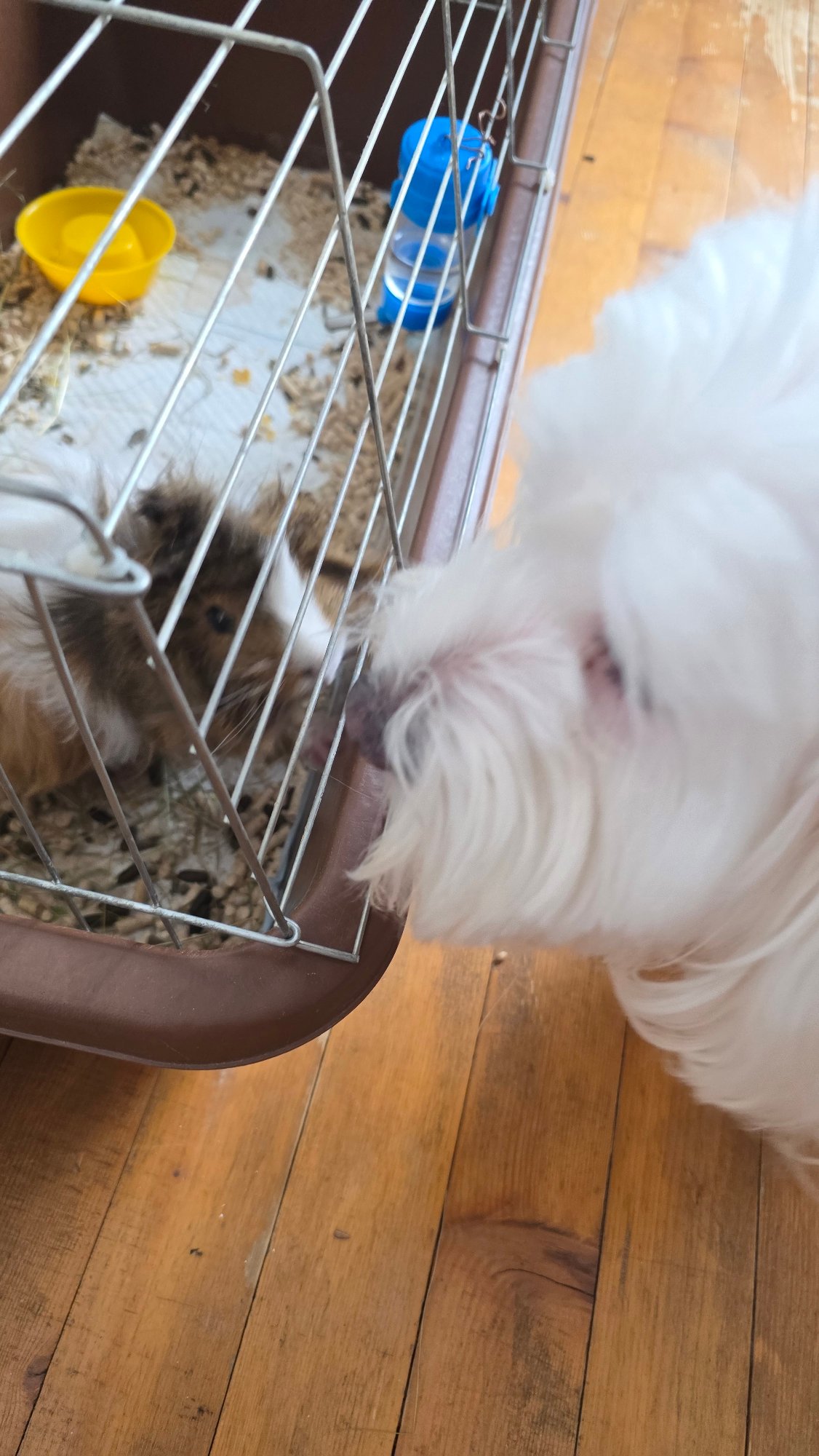 Morning pet life documented in Bulgarian household