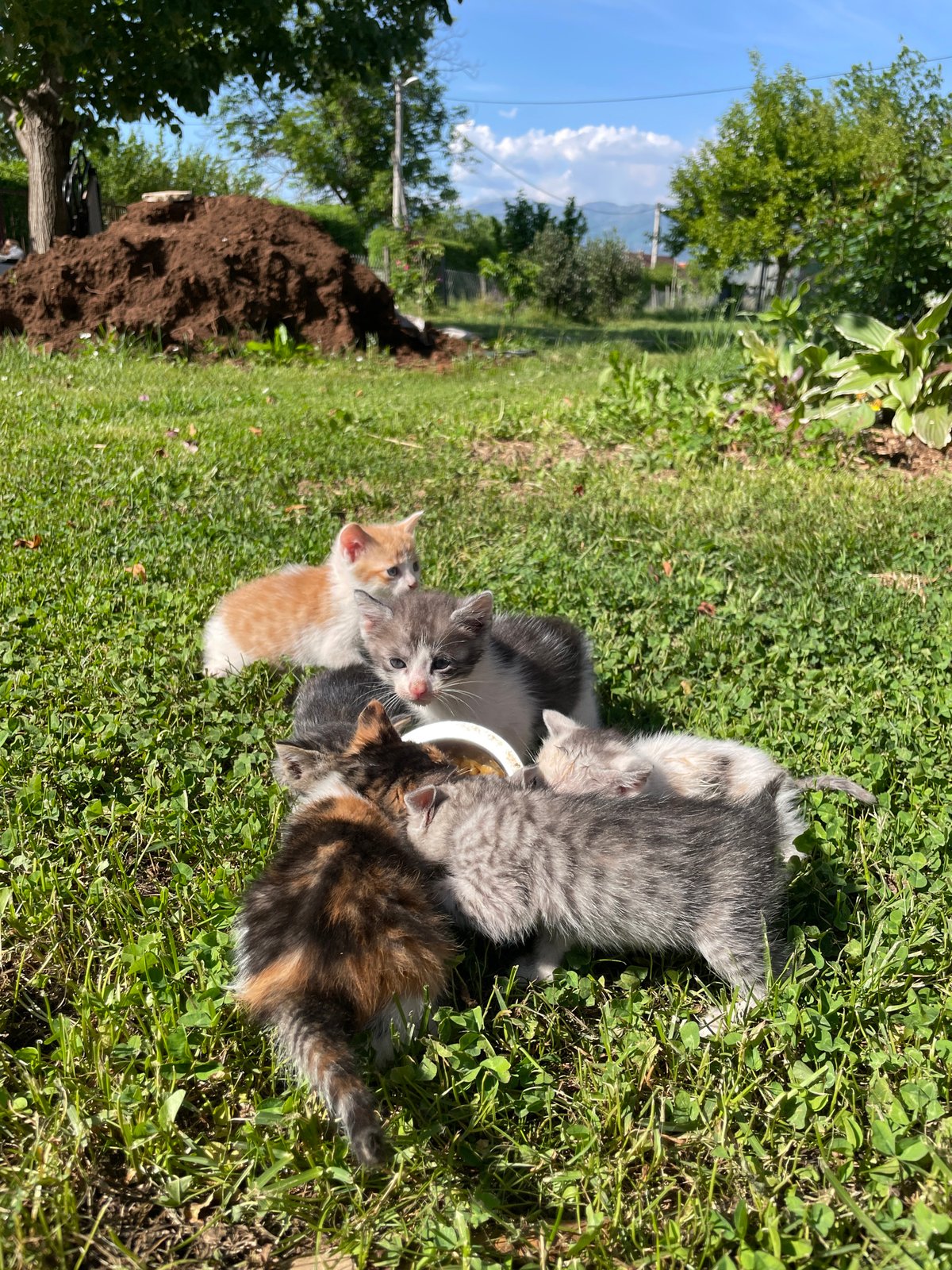 Kittens gather for feeding, play in Montenegro countryside
