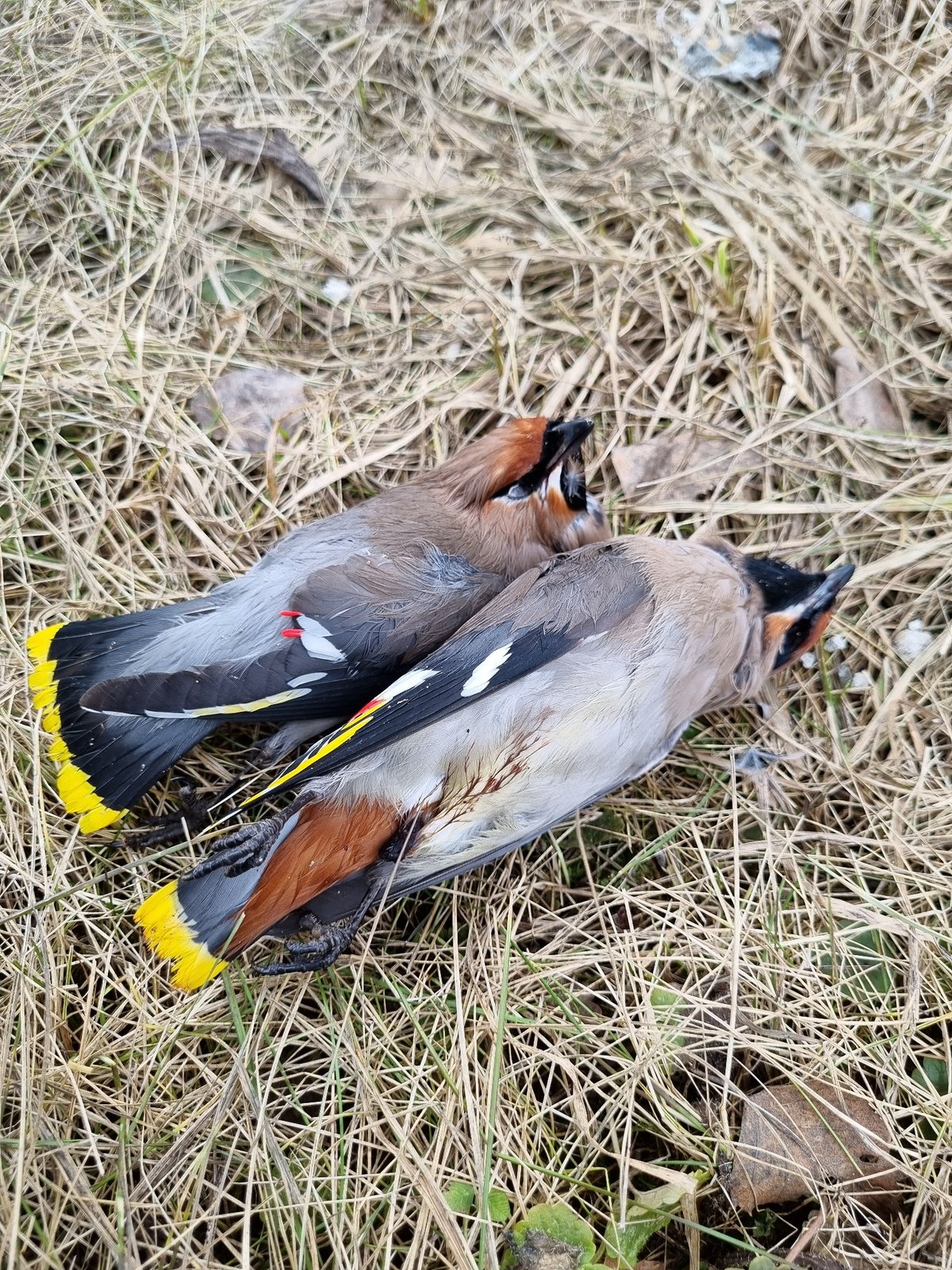 Two dead Bohemian Waxwings found in Kemul, Russia