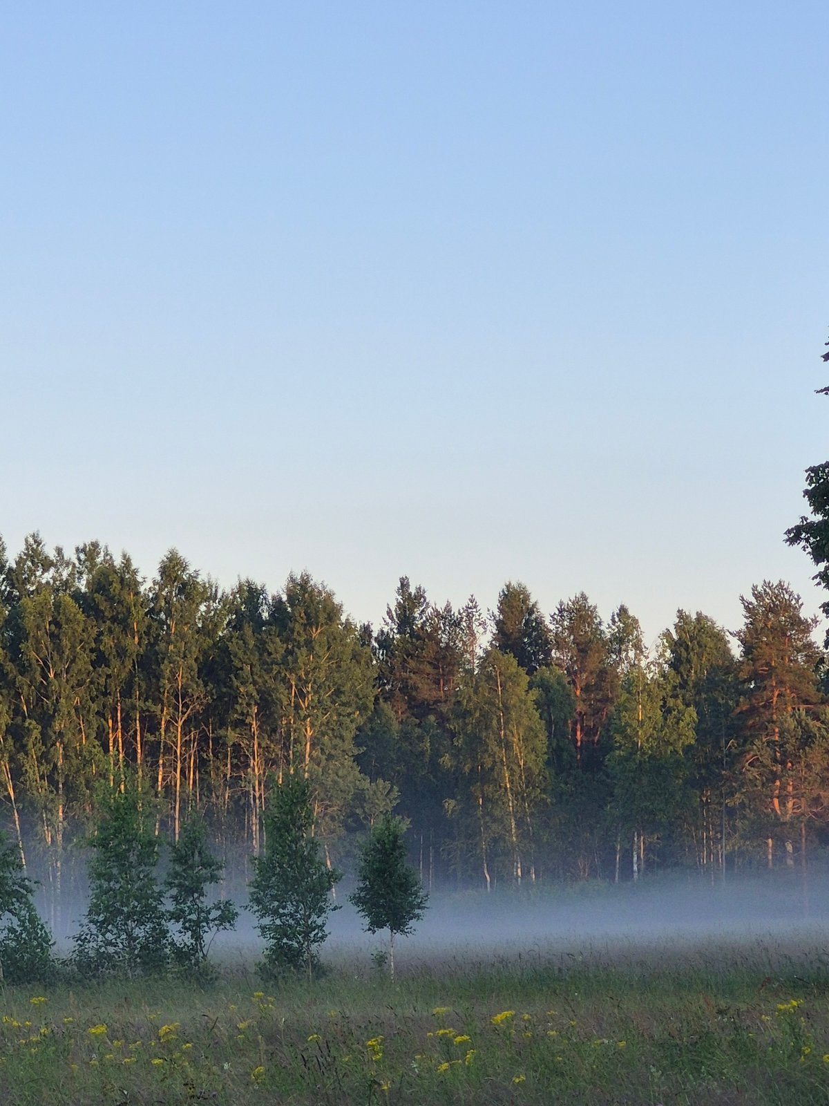 Summer evening in rural Estonia: skies, wildflowers, and a cat