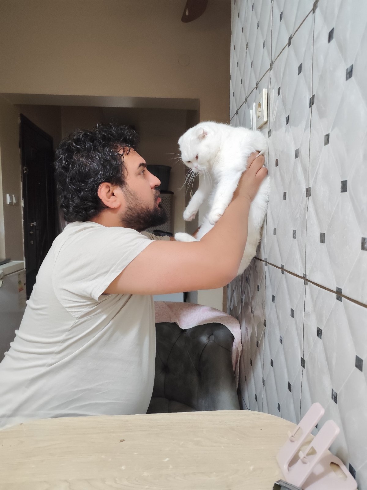Man spends evening with white Scottish Fold cat in Istanbul