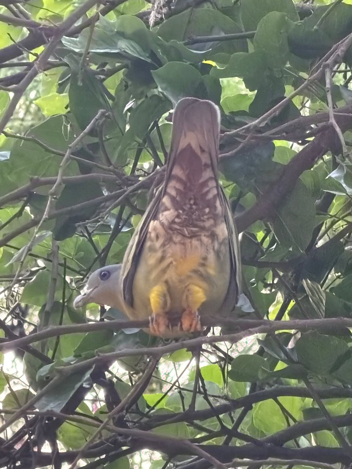 Couple walks dog in Delhi park, birds observed overhead