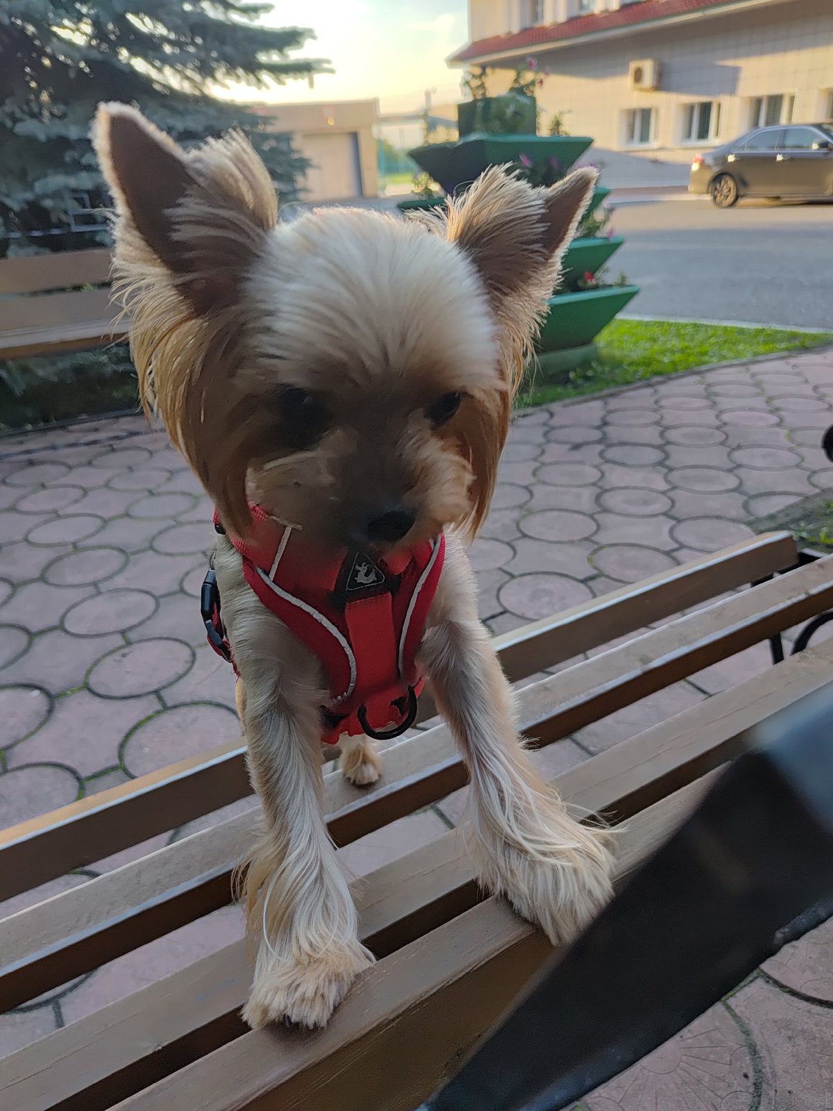 Yorkie in a red harness enjoys a summer park outing in Saransk