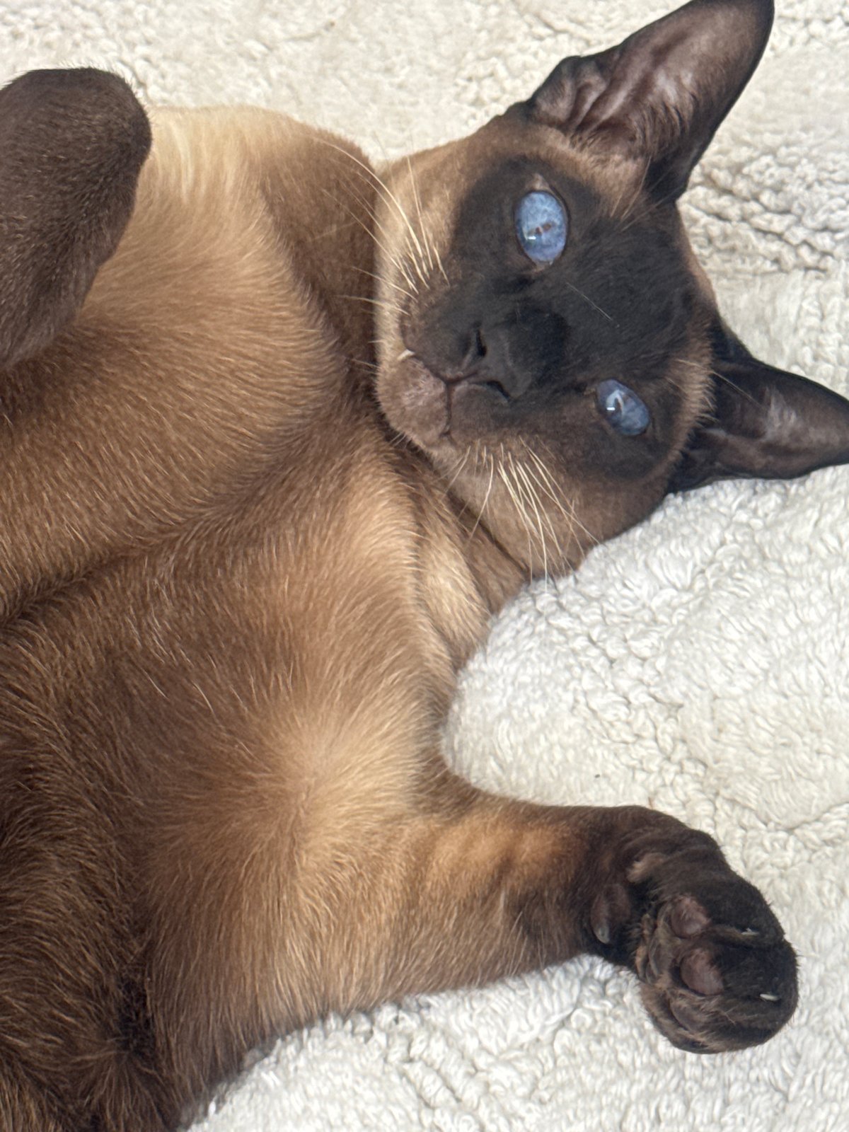 Domestic cats recorded during morning routine in Ramat Gan