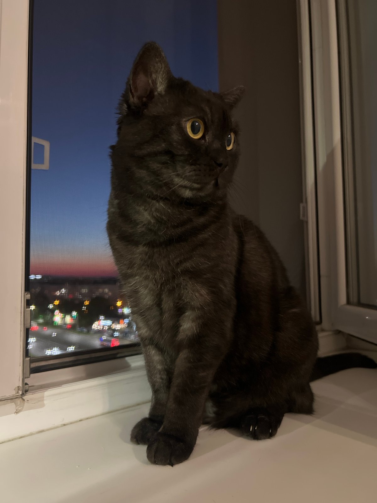 Cats observed on windowsills during dusk in Kazan