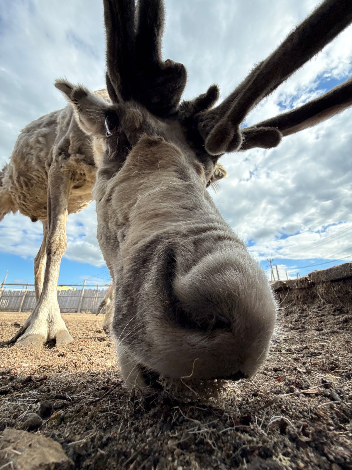 Afternoon at Teriberka: reindeer encounters, beach views, and boardwalk