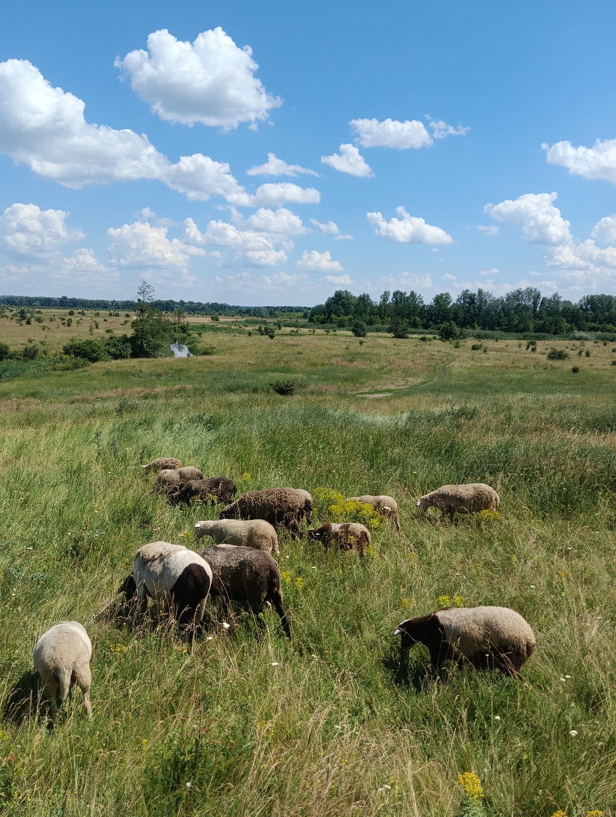 Sheep and goats roaming sunny rural hillsides and meadow paths