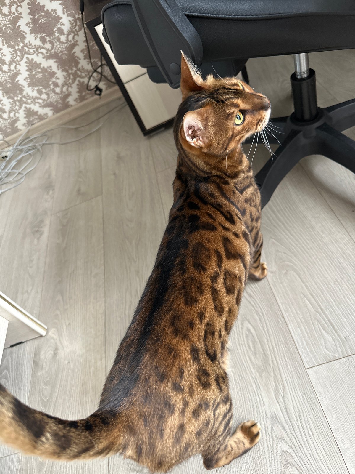 Bengal cat photographed across a home in Energetik, Russia