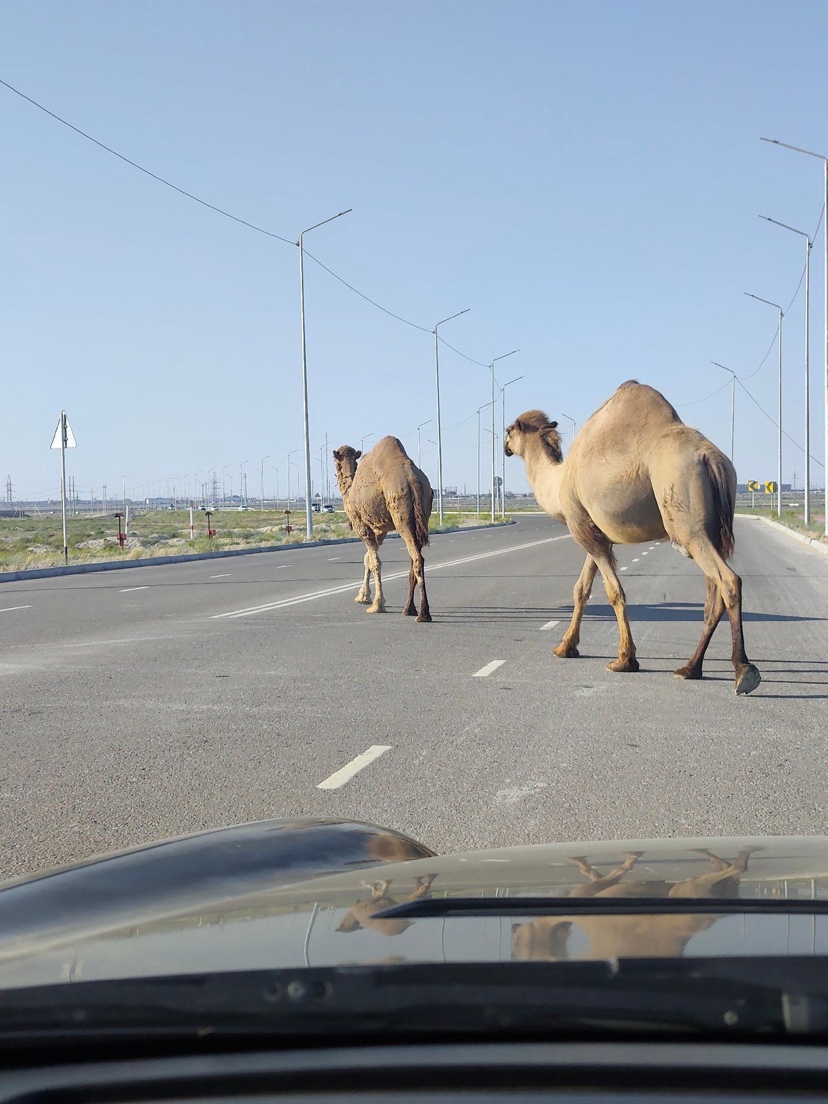 Two camels stroll across a paved road in rural Kazakhstan