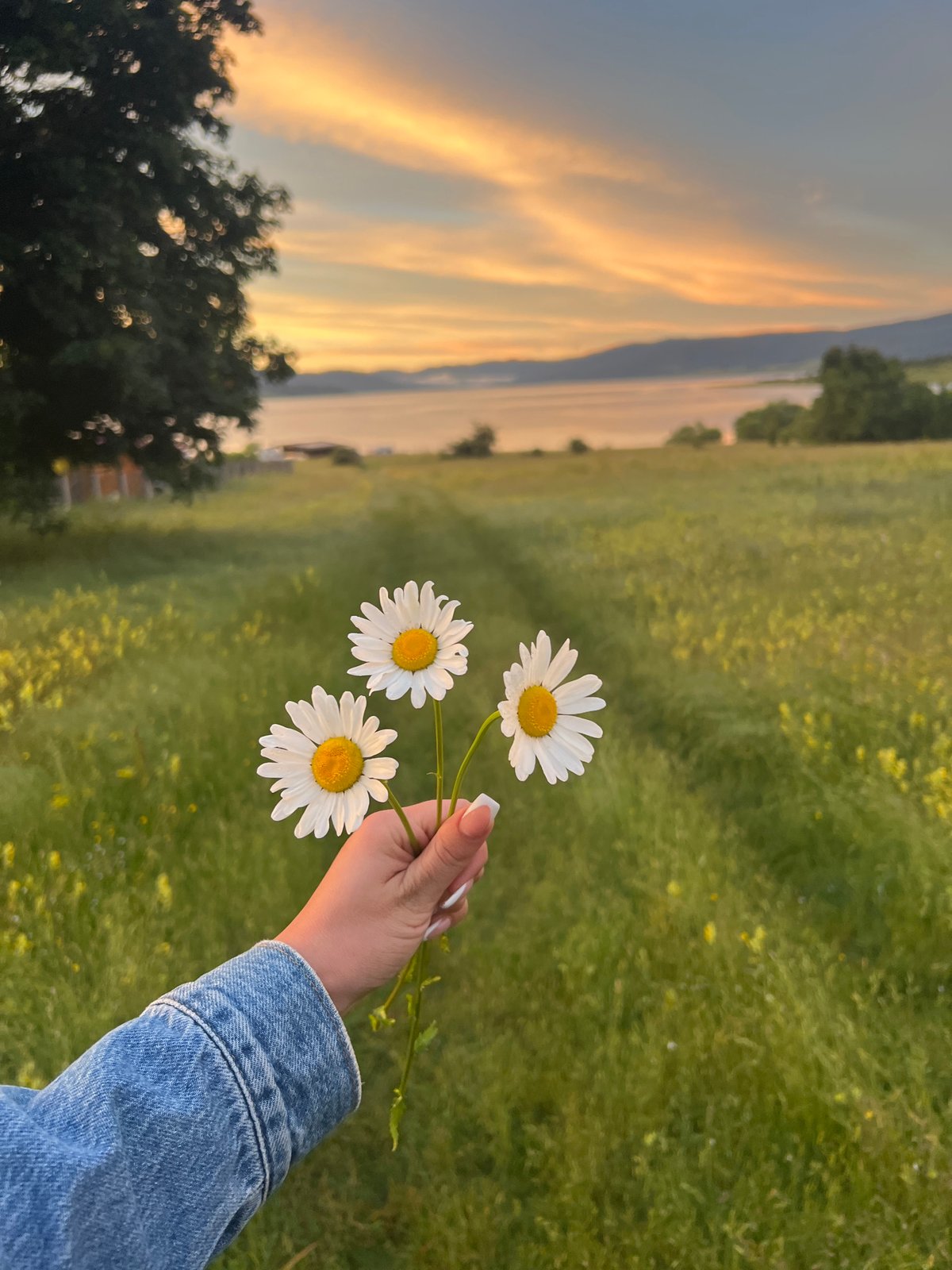 Heart balloon and daisies in a Bulgarian meadow at sunset