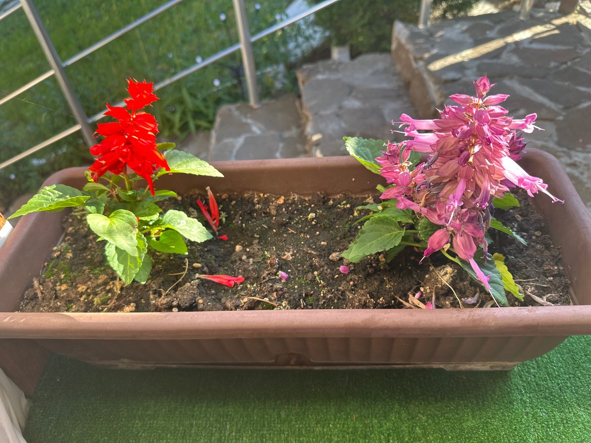 Flowering plants photographed in planters along Ivanyane walkway