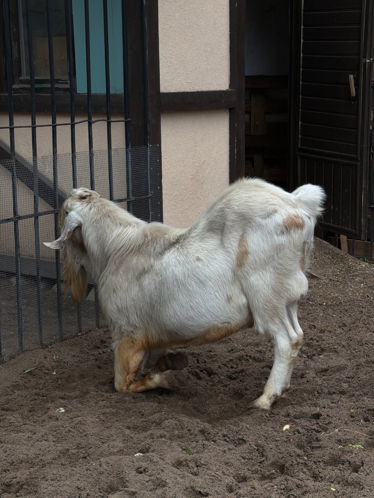 Visitors document animals at Saint Petersburg petting zoo facility