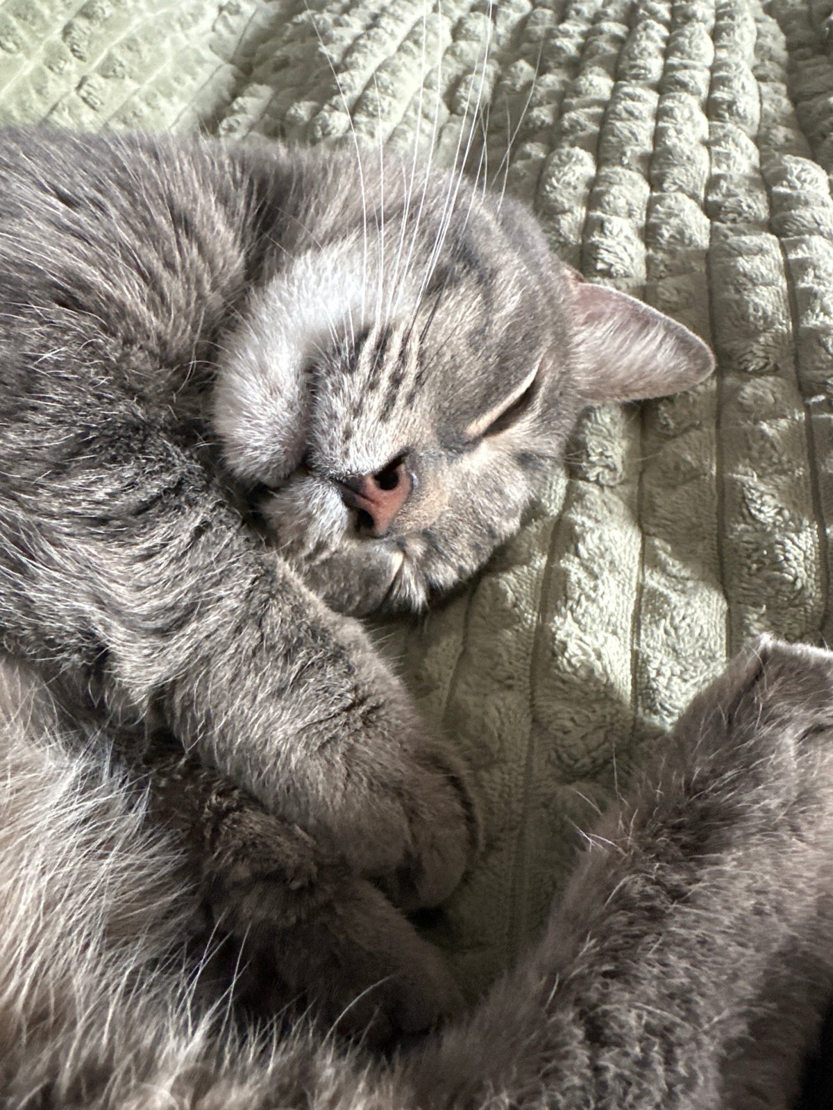 Cat and street scenes documented in Krasnoyarsk morning