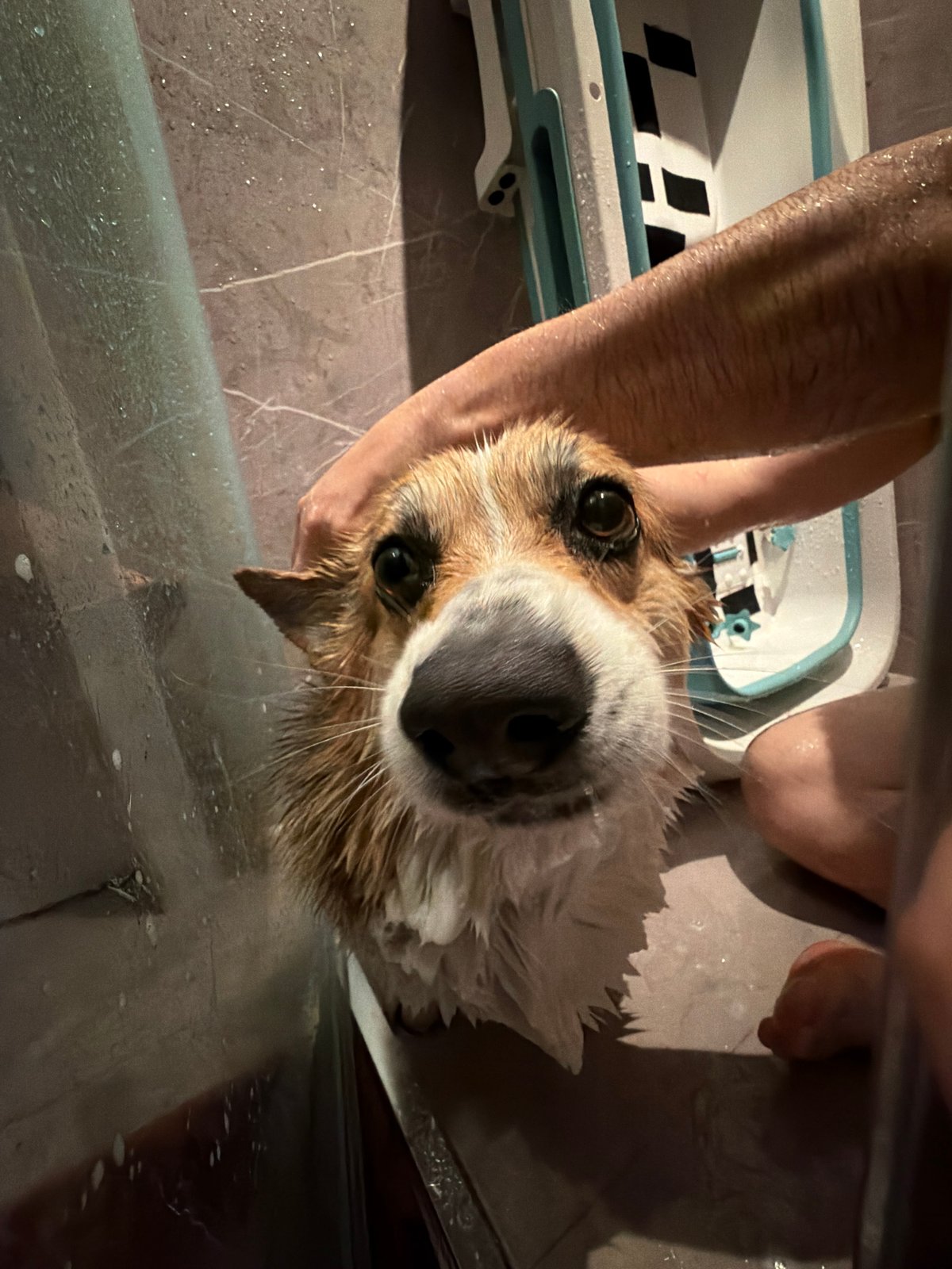 Pet bath time captured by witnesses in Gangloff