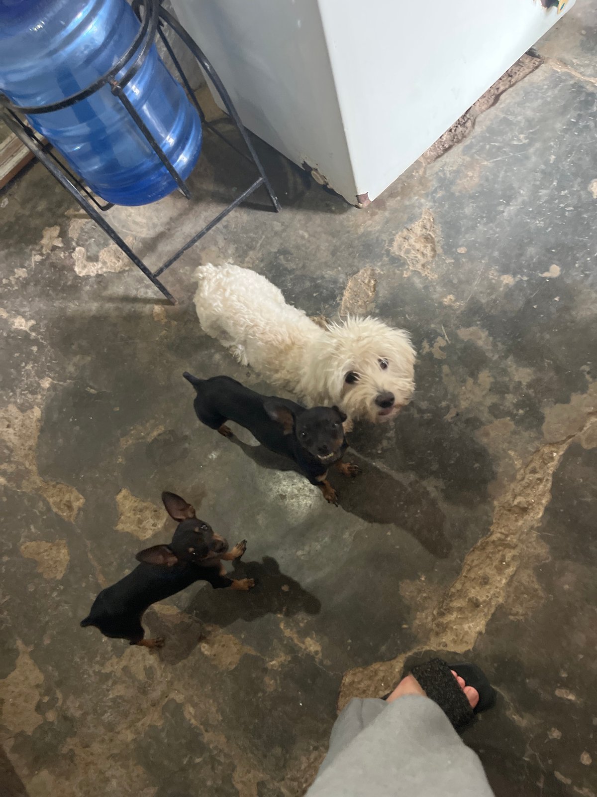 Dogs at home in Juan Griego, Venezuela