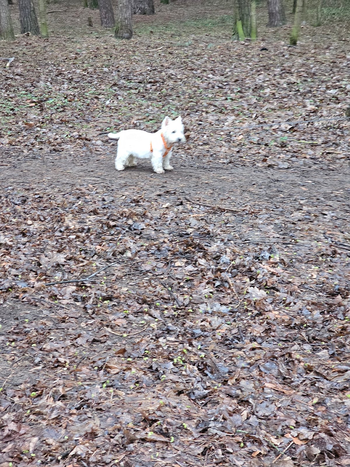 Dog walker and air traveler document ordinary moments in Khimki