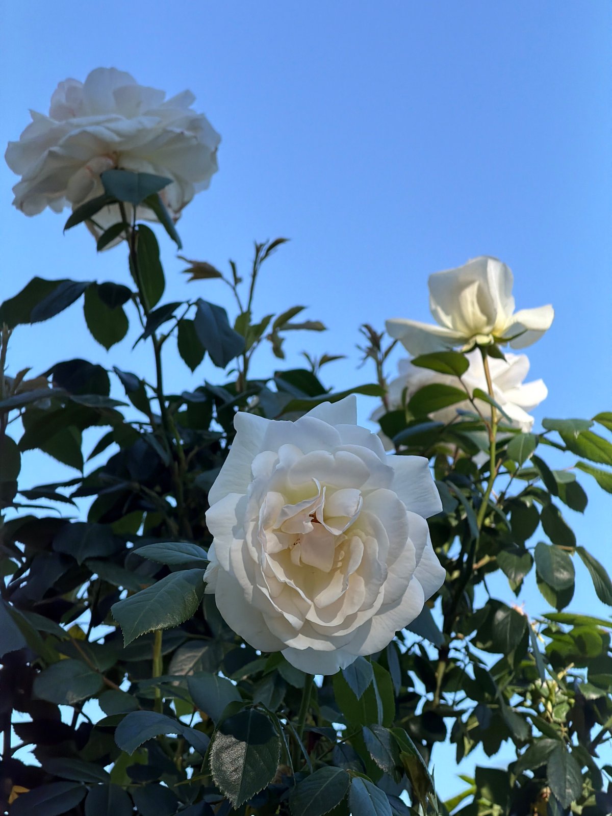 Rose garden documented in Sofia, Bulgaria amid morning bloom