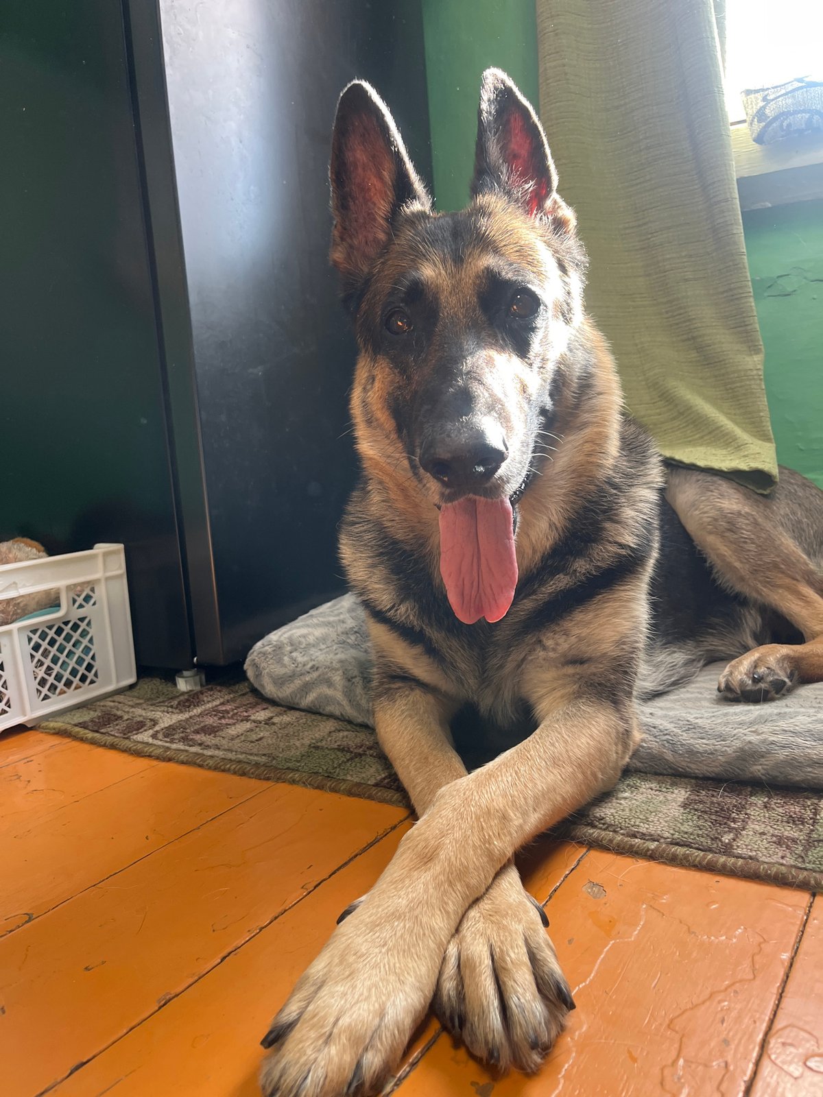 German Shepherds at home in Nizhny Tagil, just chilling