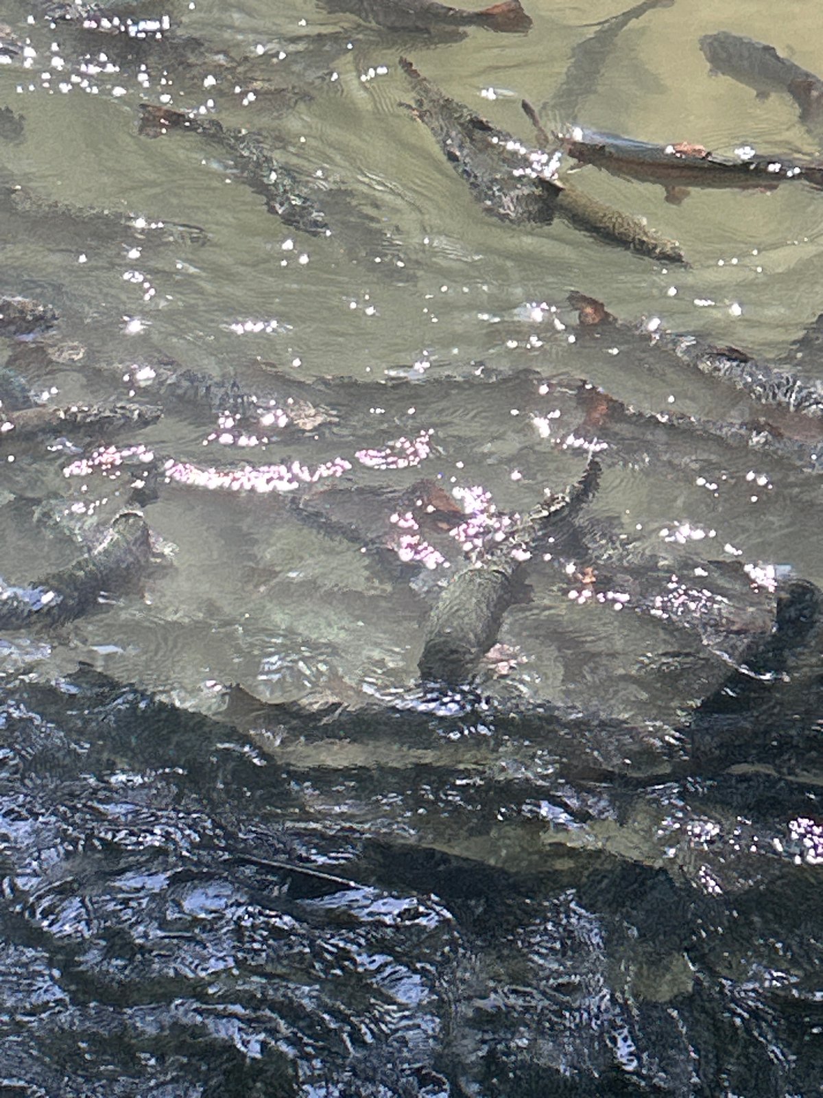 Fresh-caught trout at a Tokmok City fishing spot