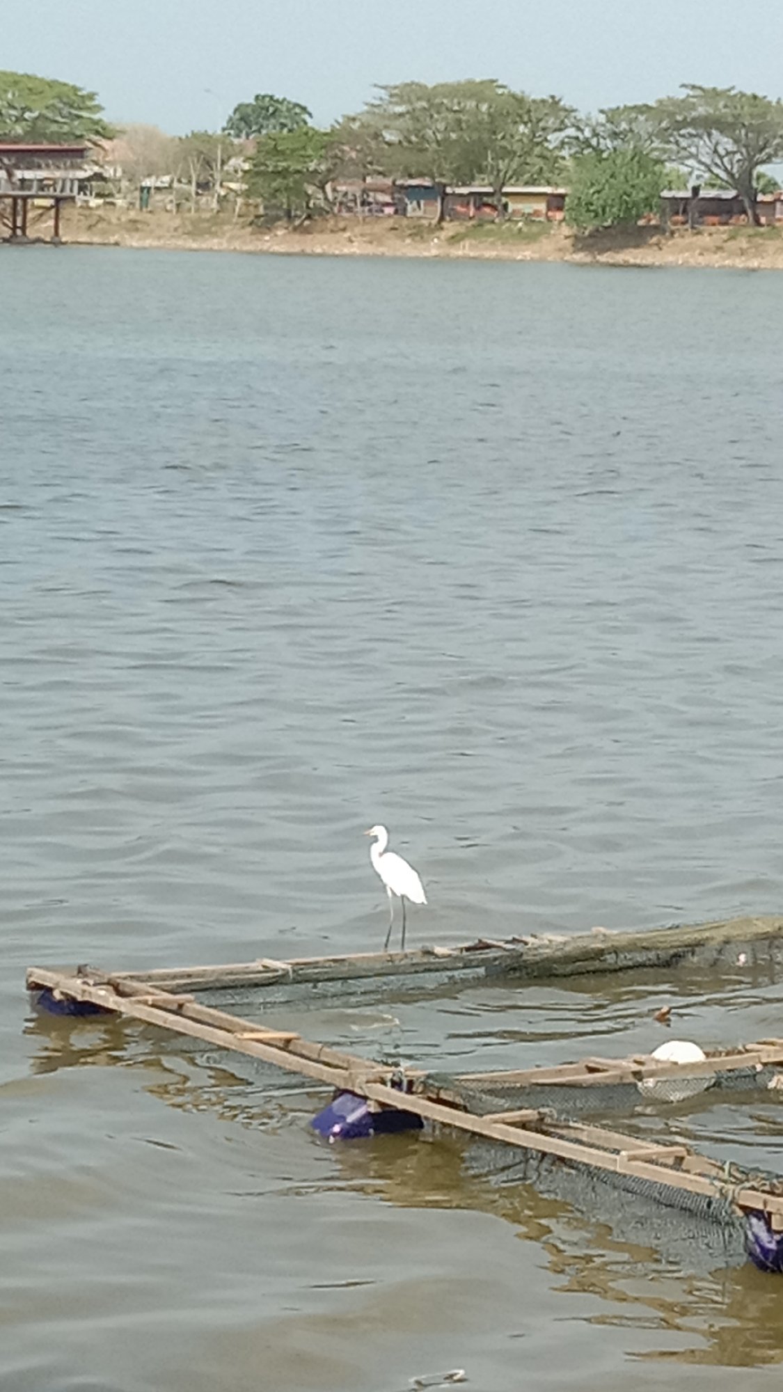 White egret spotted on wooden platform in Lhokseumawe waters
