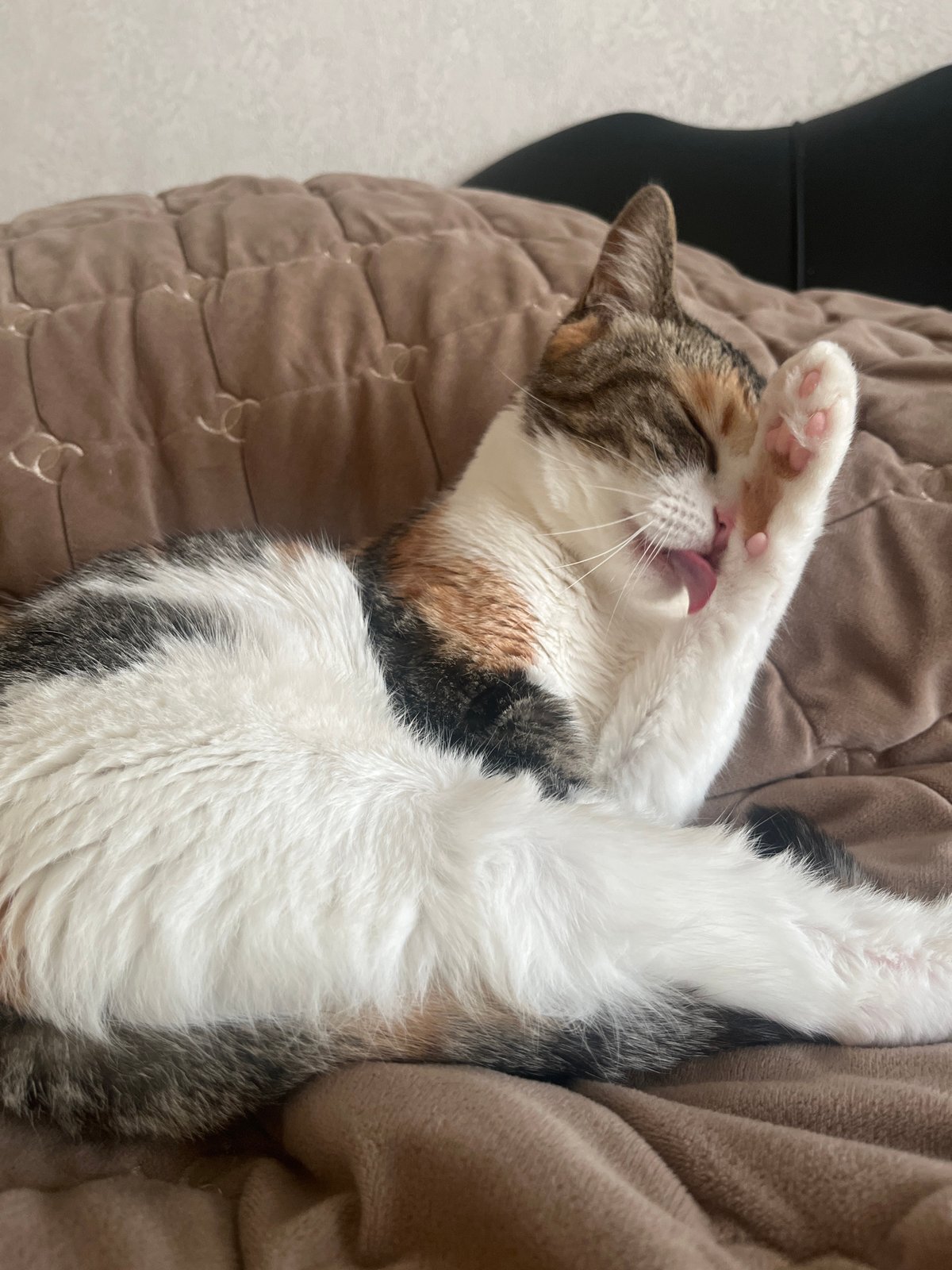 Lazy afternoon with a calico cat in a Kolpino apartment