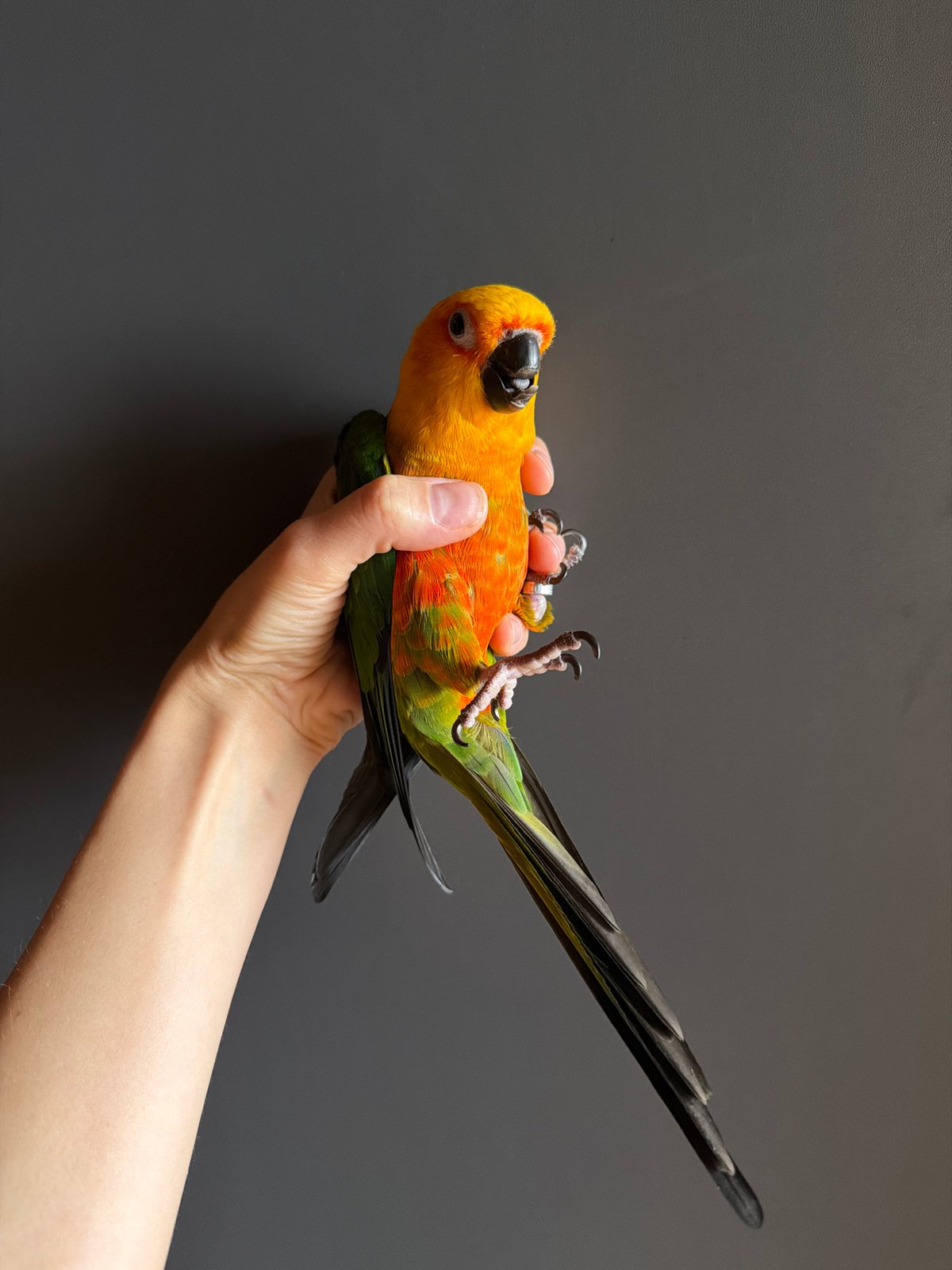 Sun conure parrot up close in Khimki