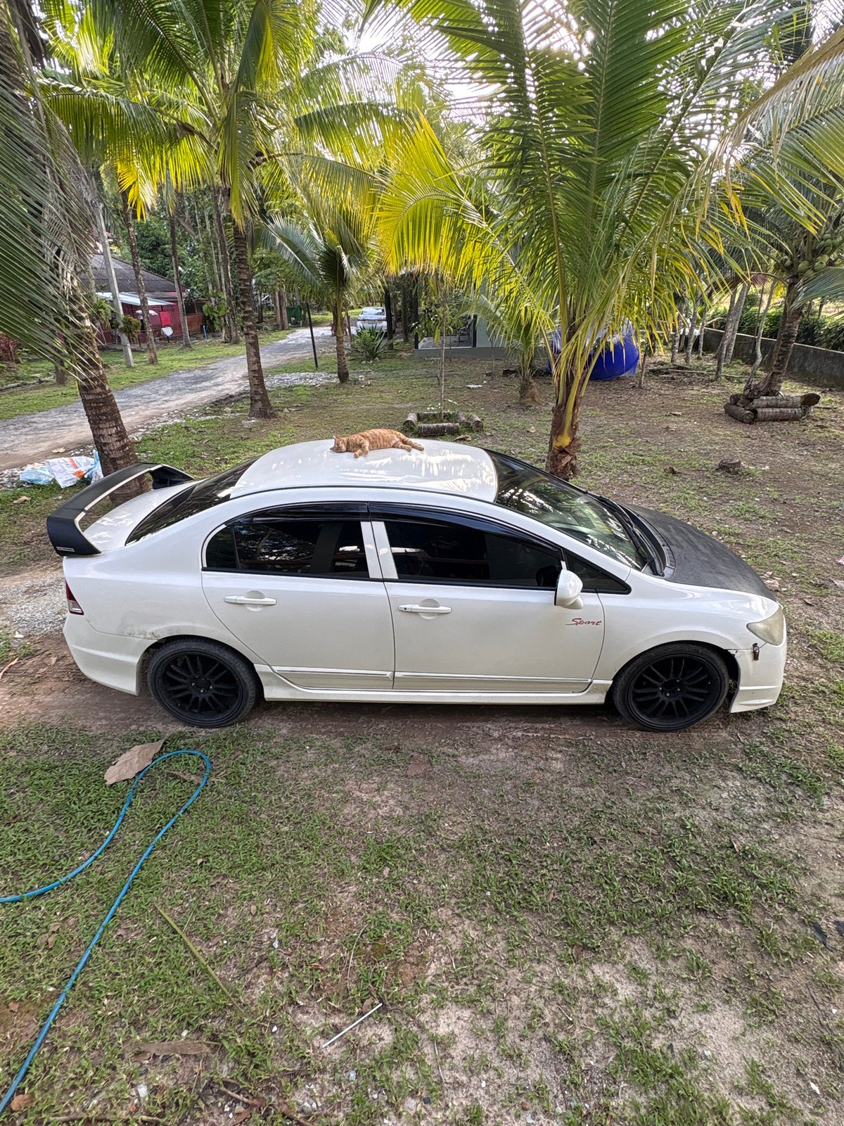 Cat claims a parked car in tropical Chalong
